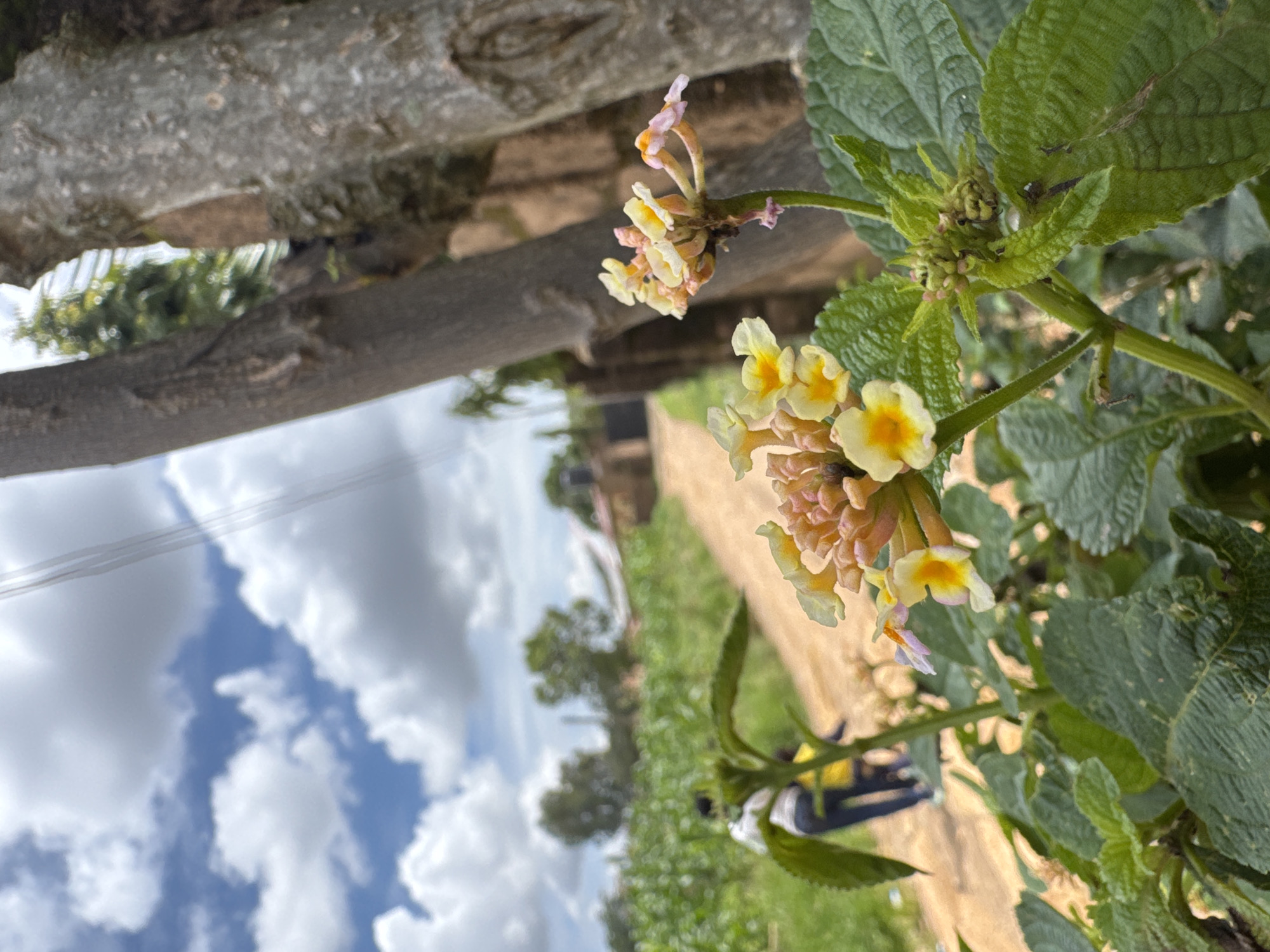 The image shows a close-up of a flowering plant with yellow and pink blossoms in the foreground. In the background, a dirt path winds through a rural landscape with green fields, trees, and a few buildings. Two individuals are visible walking on the path, appearing as blurred figures in the distance. The sky above is partly cloudy with a mix of blue and white. Two large tree trunks are prominent on the right side of the frame, partially obscuring the background.