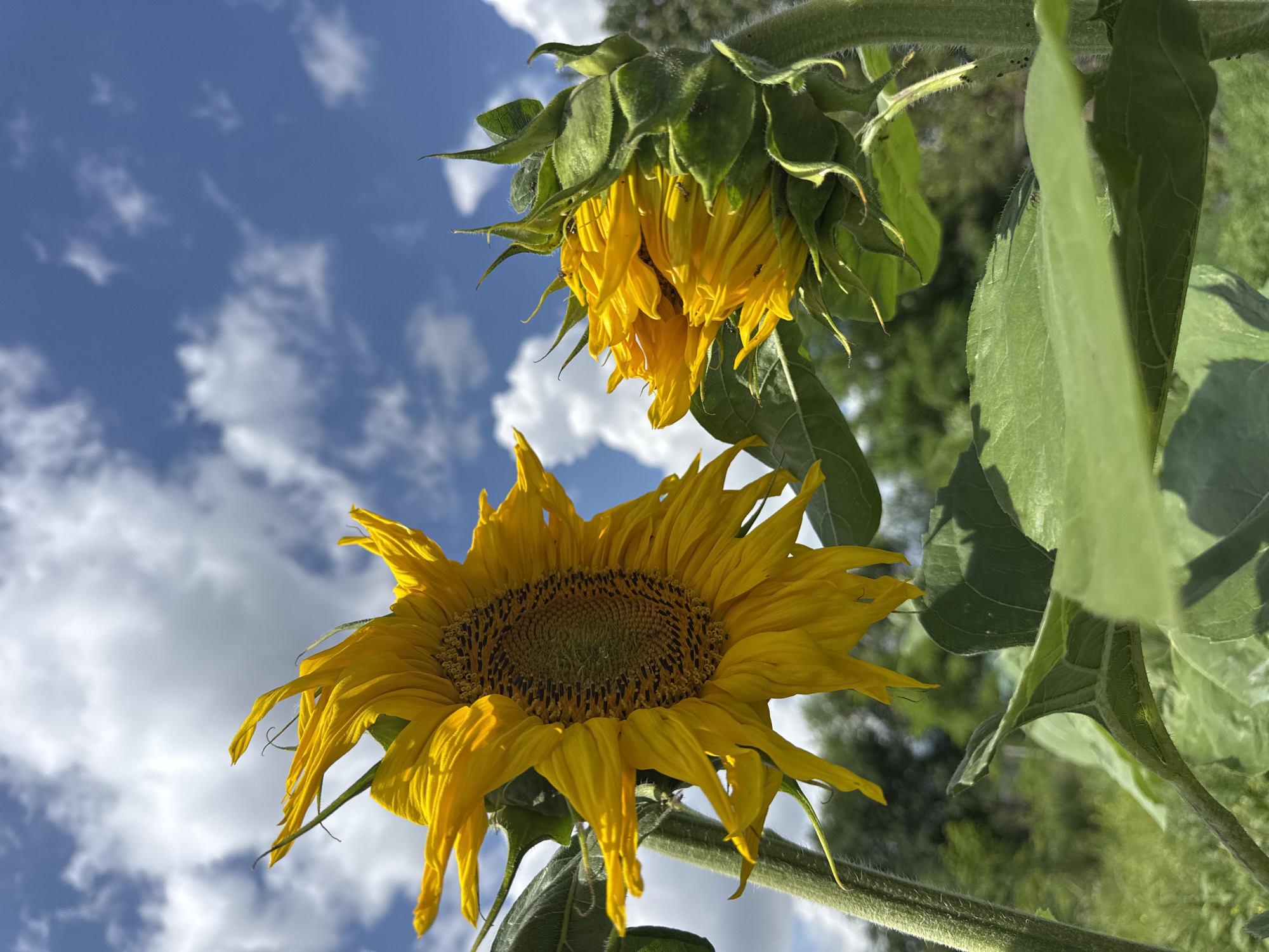 This media file features two sunflowers against a bright blue sky dotted with white, fluffy clouds. The lower sunflower is in full bloom, its large yellow petals fanning out around a dark, seeded center. The upper sunflower is still developing, its green sepals partially covering the drooping yellow petals, suggesting it is younger or less mature.
The scene appears to be outdoors, likely in a garden or field, given the presence of lush green leaves and stems belonging to the sunflowers. The lighting suggests it is daytime, with the sun casting bright highlights on the petals and leaves. The perspective is from below, looking up at the sunflowers, emphasizing their height and the vastness of the sky.
Notable details include the texture of the sunflower petals, which appear slightly wilted on the lower bloom, and the fuzzy stems of the plants. The upper sunflower has a few small insects visible on its petals. The sky is a vibrant blue, indicating clear weather. There are hints of green trees or foliage in the background, further supporting an outdoor, natural setting. No text is visible in the image. The overall mood is bright and cheerful, evoking a sense of summer and nature's bounty. The location context of Zassovskaya, Russia, suggests a temperate climate suitable for sunflowers to grow.