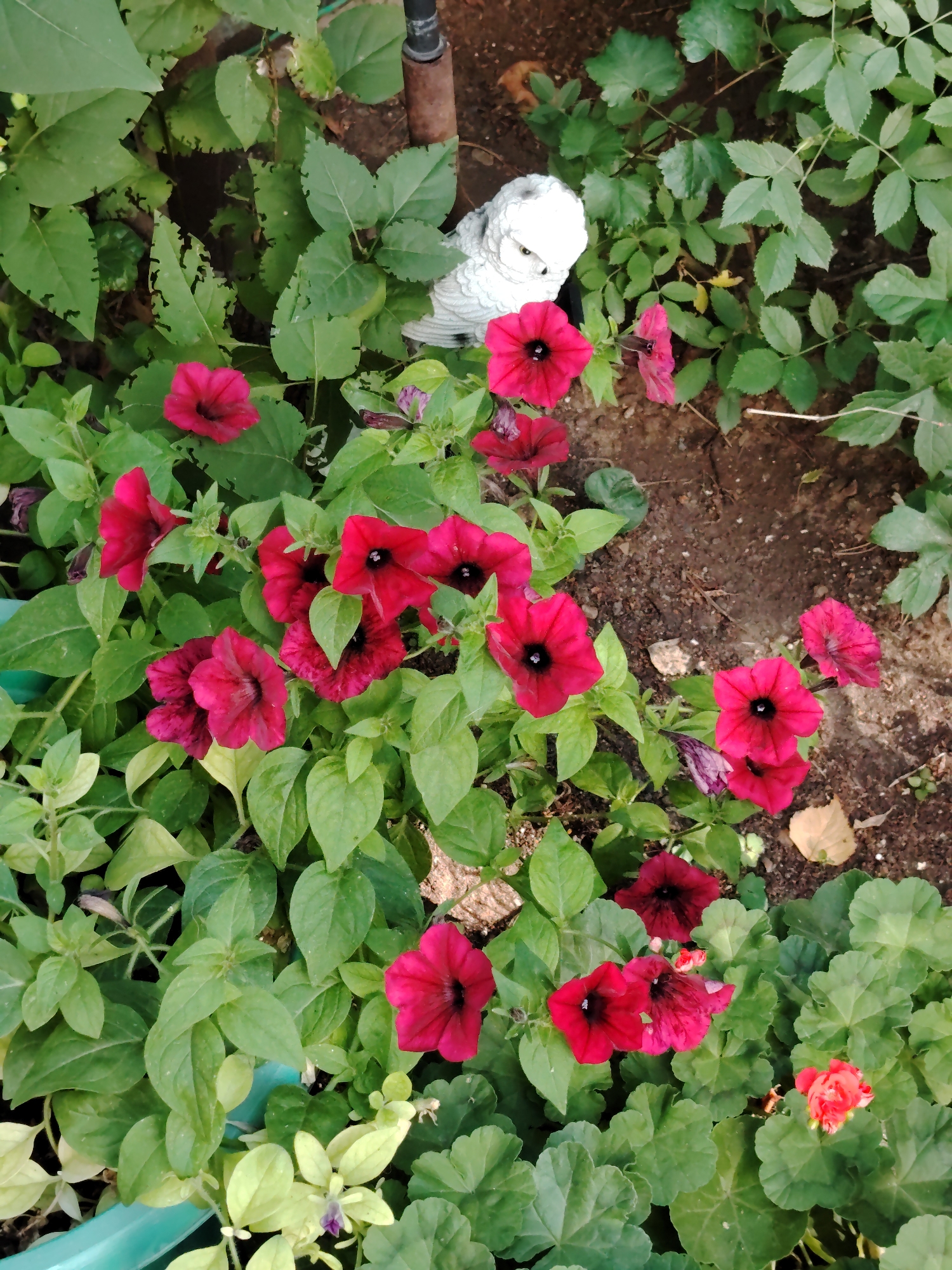 This is a close-up, high-angle, outdoor photograph of a garden bed filled with red petunia flowers and green foliage. A small, white ceramic owl figurine is partially visible in the upper center of the frame, nestled amongst the leaves. The background consists of dark soil and more green leaves. The image does not provide any information about the city of Astana, Kazakhstan, or any people.