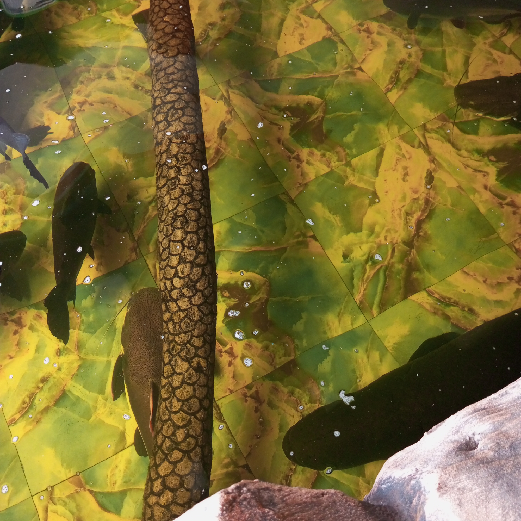 The image depicts a close-up, high-angle view of a shallow body of water, possibly an aquarium or a decorative pond, with a distinctive textured surface below. The surface is tiled with large, irregularly shaped tiles in shades of green and yellow, creating a marbled or abstract pattern. Several dark-colored fish are visible swimming in the water. One large fish, oriented vertically and facing downwards, is prominent in the lower left quadrant, displaying a long, sleek body. To its right, a smaller fish is partially obscured. In the upper left, another fish with a dark body and a prominent fin is visible. A thick, cylindrical object, textured to resemble a tree trunk or a large piece of bark, runs vertically down the left side of the image, partially obscuring the fish and the tiled background. Small air bubbles are scattered throughout the water, indicating aeration or movement. The lighting appears to be from above, casting reflections on the water's surface. A rough, light-colored textured surface, resembling a rock or driftwood, occupies the bottom right corner. There is no indication of a specific location within Barat Yaman, Indonesia, or any people present.