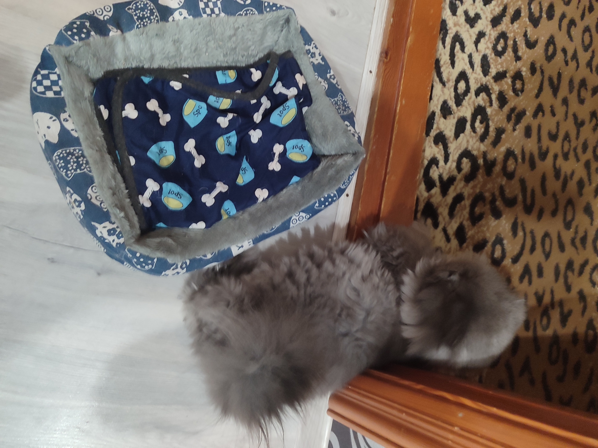 In Mykolaiv, Ukraine, a fluffy grey cat is partially visible in the foreground, lying on a light-colored wooden floor. To the left, a pet bed with a blue fabric cover adorned with white dog-related patterns (bones, paw prints, and food bowls labeled "Spot") is situated. The bed has a grey furry rim. Behind the cat and pet bed, a wooden door frame and a patterned surface, possibly a leopard-print fabric, are visible. The lighting suggests an indoor environment.