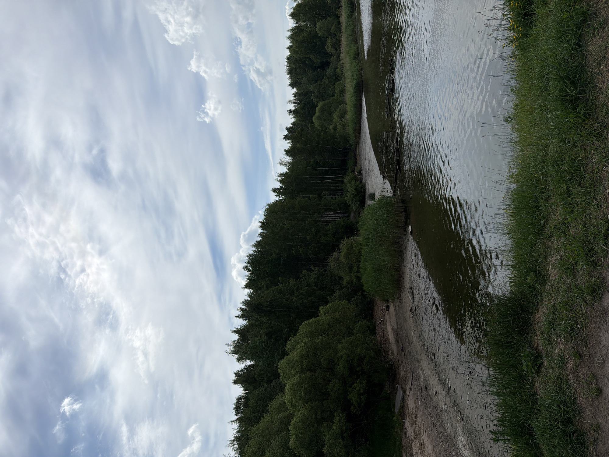 The image depicts a natural outdoor scene featuring a body of water, a forested shoreline, and a partly cloudy sky. The exact location within the city of Saint Petersburg, Russia, is not identifiable from the visual information provided.
The upper approximately 40% of the image displays a light blue sky populated by a mix of white and light grey clouds. These clouds range from thin, wispy streaks to more substantial, textured formations, particularly noticeable on the right side of the frame. Sunlight appears diffused.
The middle section, constituting roughly 30% of the vertical composition, is dominated by a dense, dark green forest line extending horizontally across the frame. The trees exhibit varied heights and foliage densities, suggesting a mix of deciduous and coniferous species. Below the treeline, a light brown, sandy or muddy bank curves along the water's edge. On the far left, lower, bushier green trees and undergrowth are visible along this bank. Towards the right, tall, vibrant green reeds or grasses grow densely along the shoreline.
The lower approximately 30% of the image shows the body of water and the immediate foreground. The water surface is calm with gentle ripples, reflecting muted shades of the sky and surrounding foliage, presenting a generally greenish-grey hue. The shoreline includes sections of exposed light brown earth or sand, particularly on the left, curving into the water. In the water near the bank, darker patches and possibly submerged objects are visible. The immediate foreground consists of a bank covered with unkempt green grass of varying heights, interspersed with patches of exposed dirt. A few small, indistinct yellow flowers are present in the grass on the far right foreground. No people, animals, or prominent man-made structures are discernible within the frame.