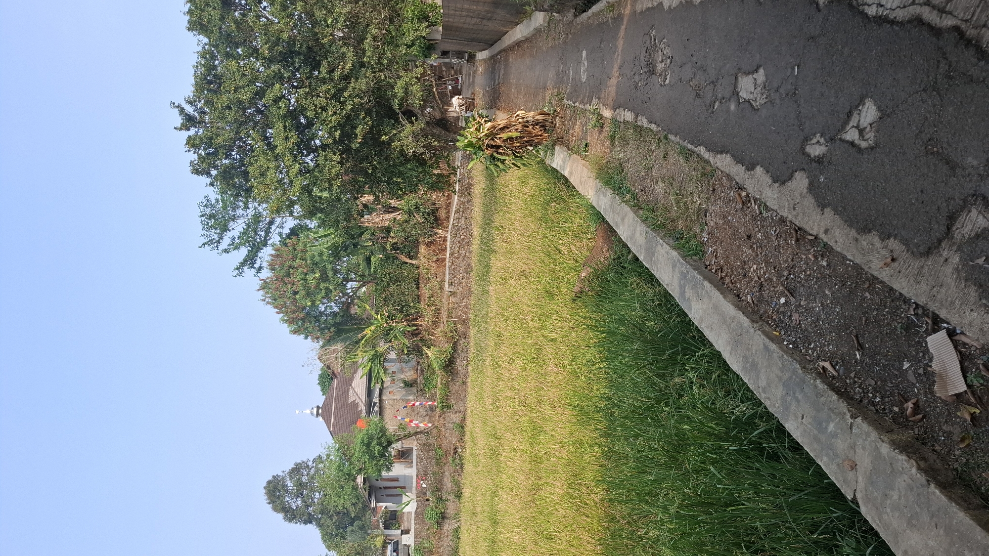 The image depicts a rural scene in Cilaku, Indonesia, characterized by a rice paddy in the foreground, a narrow paved road on the right, and a building with a domed roof, possibly a mosque, in the background. The rice paddy is lush and green, suggesting it is either growing or recently harvested. A concrete drainage channel runs alongside the paddy and the road. The road itself is asphalt and appears somewhat worn, with visible patches of disrepair. Trees and vegetation surround the area, adding to the naturalistic setting. In the distance, a few structures and more trees are visible, hinting at a small settlement. The sky is clear and blue, indicative of daytime. There are no people or animals directly visible in the frame, although a cart is parked near the building in the background.