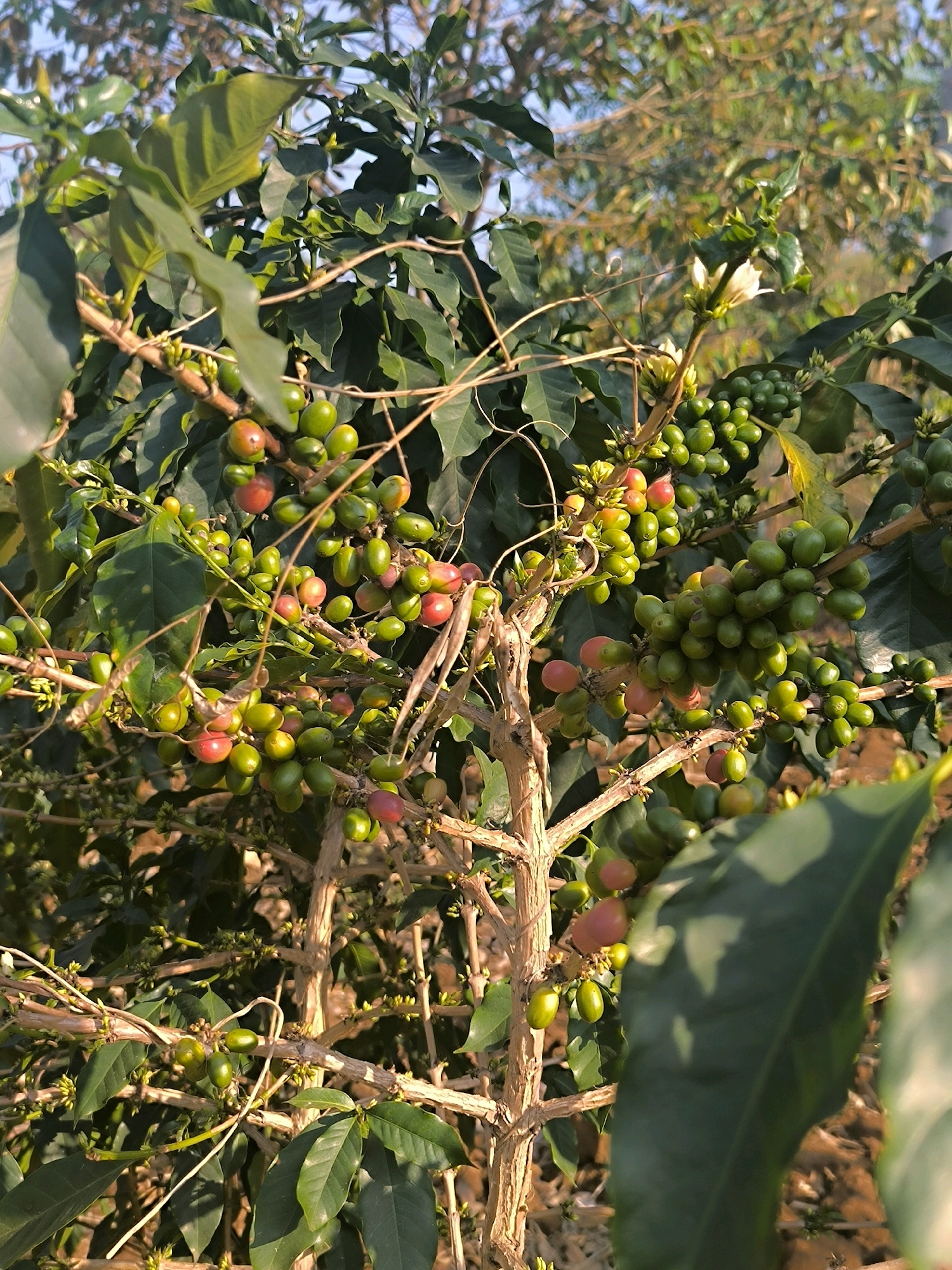 The image is a close-up, eye-level shot of a coffee plant laden with numerous green and some reddish-pink coffee cherries. The plant has a woody, branching structure with vibrant green leaves. Several white coffee blossoms are visible, indicating ongoing flowering. The background is softly blurred, suggesting a natural outdoor environment, possibly a coffee plantation. The lighting suggests it is daytime, with sunlight casting shadows and highlighting the texture of the leaves and cherries. There are no people or animals in the image. The scene is still and serene. This image could have been taken in a coffee growing region.