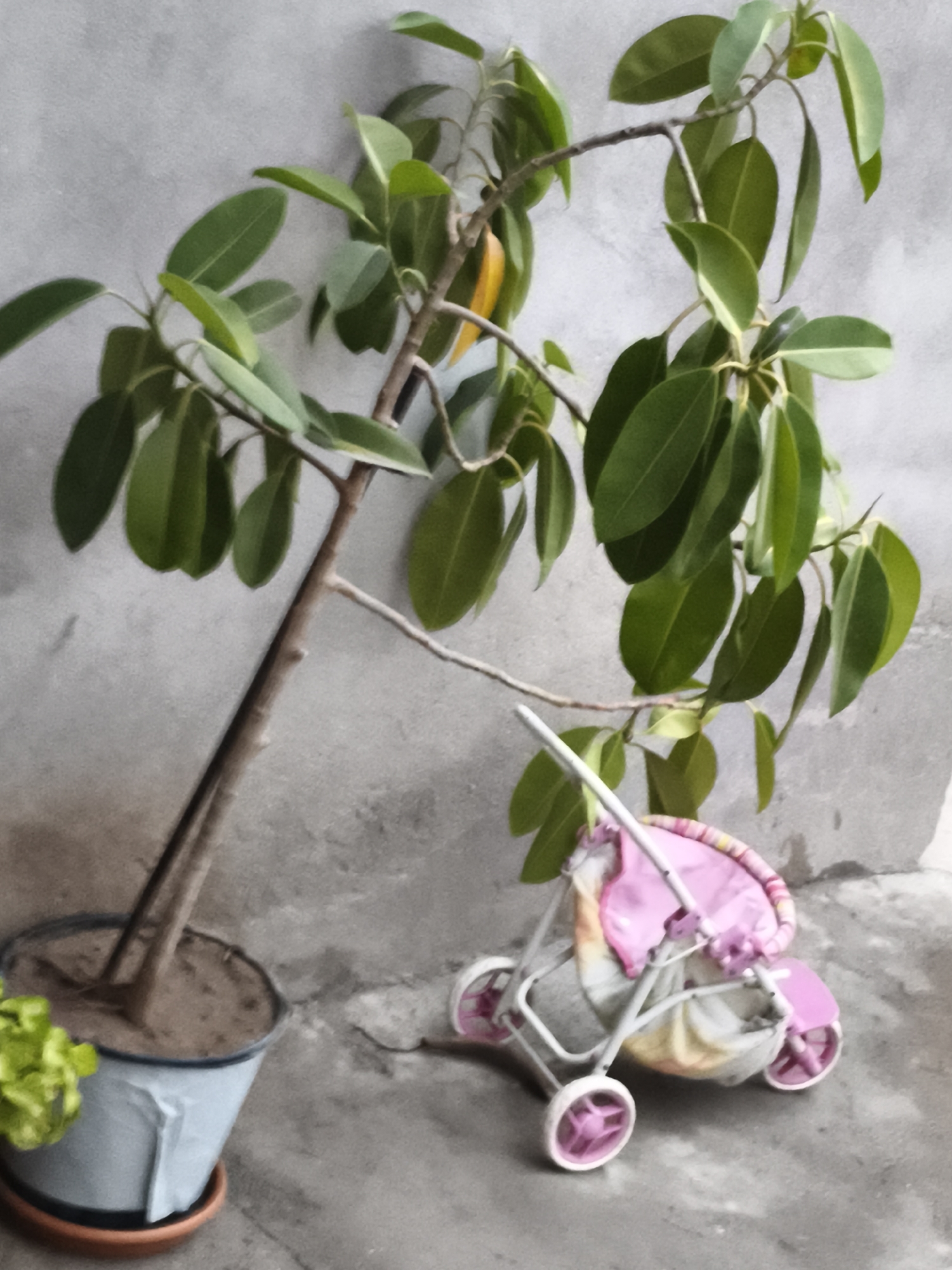 An indoor, close-up, eye-level shot shows a potted plant with green leaves and a pink doll stroller, both are positioned on a concrete floor in front of a gray, textured wall. The plant's thin, brown stem reaches up and to the right, with its branches spreading out and supporting numerous oval-shaped, dark green leaves. Some leaves have lighter green or yellowish undersides or edges. The plant is rooted in a light gray pot with a brown saucer. To the right of the plant, a small, white doll stroller with pink wheels and trim is situated. The stroller has a pink padded seat and a colorful, patterned fabric lining inside. The background wall has a rough, uneven texture. The scene appears to be a still life, likely indoors.