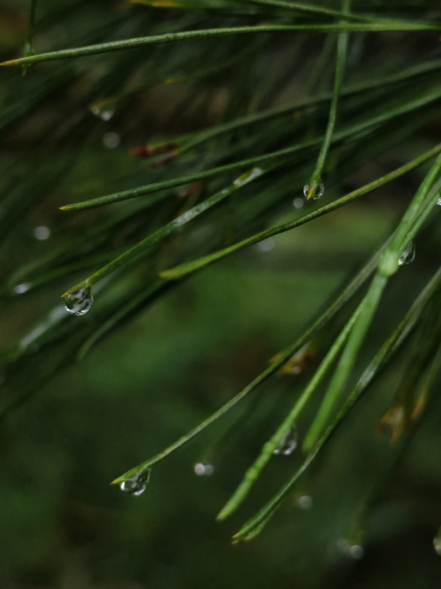 This is a close-up, macro photograph of pine needles with raindrops on them. The needles are a vibrant green, and the water droplets are clear and reflective, some appearing as small spheres and others elongated. The background is a blurred expanse of darker greens and some out-of-focus yellow-brown elements, suggesting foliage or perhaps the ground. The lighting is soft, emphasizing the delicate nature of the water and the fine details of the needles. The image captures a moment of natural beauty after rain, focusing on the textures and reflections. No people or man-made objects are visible. The image is consistent with a natural outdoor environment in Zima Yuzhnaya, Russia, potentially a park or a forest area, during or shortly after precipitation.