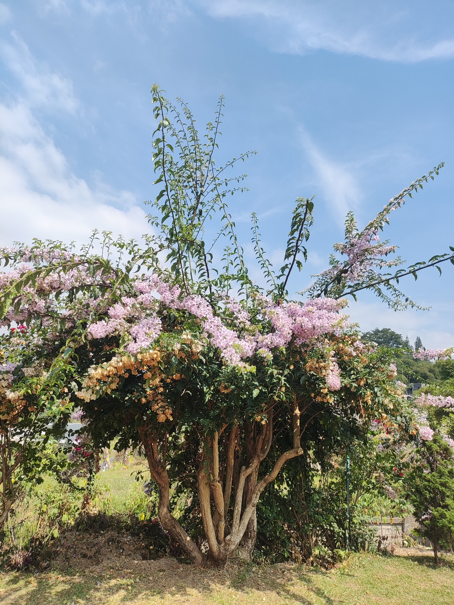 In Cisarua, Indonesia, a blooming bougainvillea tree with clusters of light pink flowers dominates the frame. The tree exhibits a multi-trunked structure with weathered bark, and its branches are laden with vibrant green leaves. Interspersed among the healthy foliage are dried, brown bougainvillea bracts, indicating the natural cycle of flowering.
The tree is set against a backdrop of a clear blue sky dotted with wispy white clouds. In the distance, the lush green foliage of other trees and shrubs is visible, along with a hint of a brick wall and a small evergreen tree on the right. The ground in the foreground is covered with dry grass and fallen leaves, suggesting an outdoor setting in a garden or park. The lighting indicates it is daytime, likely with bright sunshine casting shadows. No people are present in the image.
