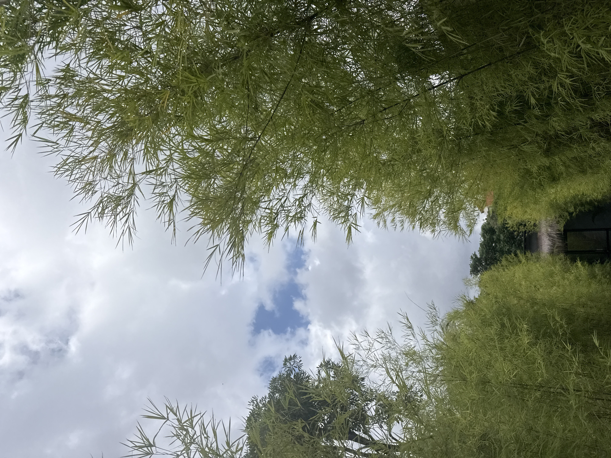 The image, taken from a low angle, shows a view looking upwards through a canopy of trees. The leaves appear to be long and narrow, possibly bamboo or a similar plant. Above the trees, the sky is visible, featuring a mix of white and grey clouds with patches of blue. The overall scene suggests a natural environment or garden, potentially within a park. There are no people visible in the image.