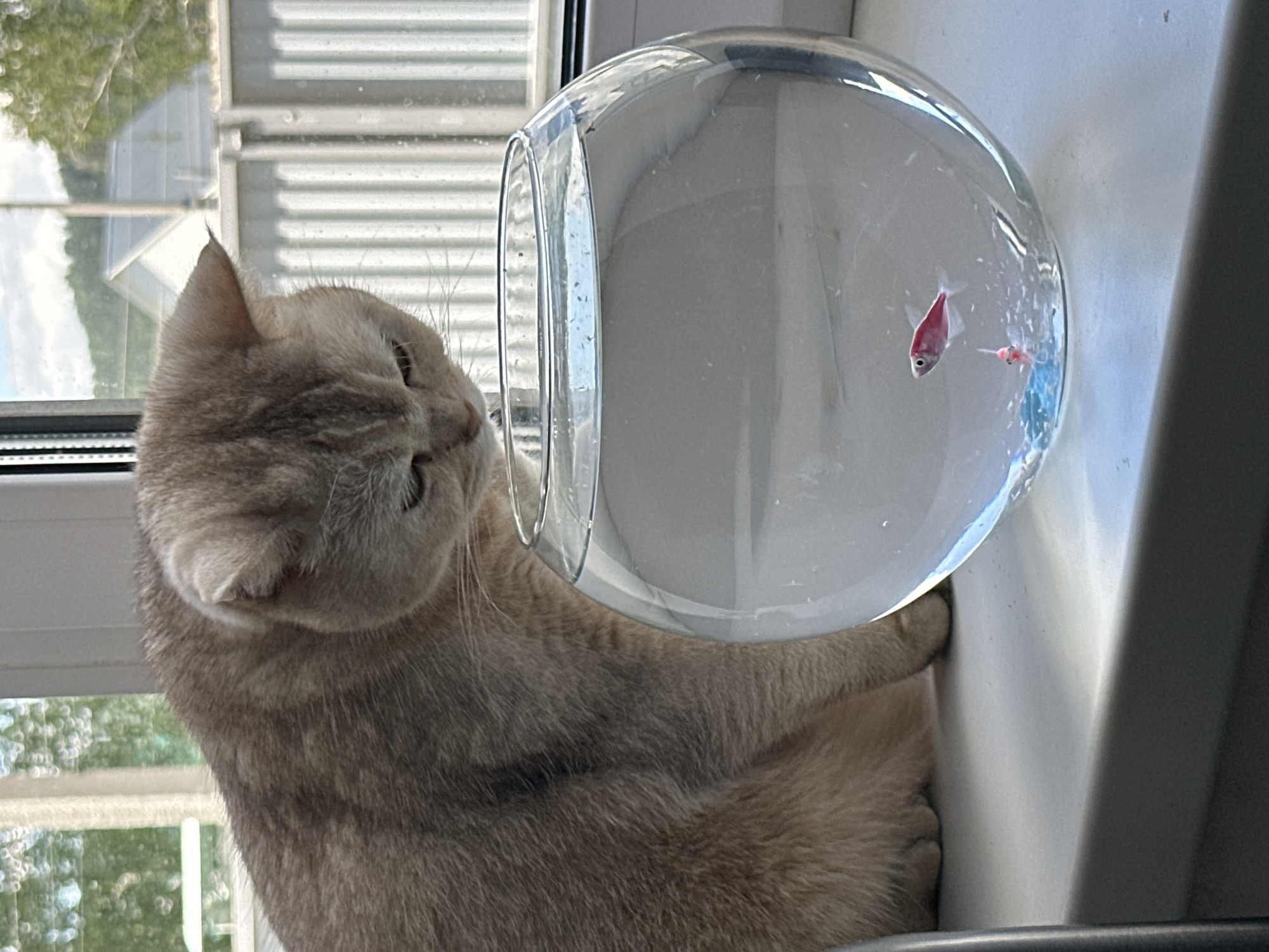 A light-colored cat intently observes two small fish in a spherical glass fishbowl, positioned on what appears to be a windowsill. The cat, with soft, light brown or cream-colored fur, is seen in profile from its head to mid-body, leaning close to the fishbowl with a paw possibly touching its base. Its gaze is fixed on the fish within the water.
Inside the clear glass bowl, two small fish are visible. One is a prominent reddish-pink color, while the other appears smaller and lighter in hue, possibly another red/pink fish or a different species. The water in the bowl reflects bright ambient light.
The setting is indoors, with a large window in the background. Through the window, blurry green foliage and hints of a structure, possibly a fence or blinds, are visible, suggesting an outdoor environment. The bright lighting indicates it is daytime. The image captures a moment of natural curiosity and interaction between the cat and the aquatic inhabitants. There is no visible text.