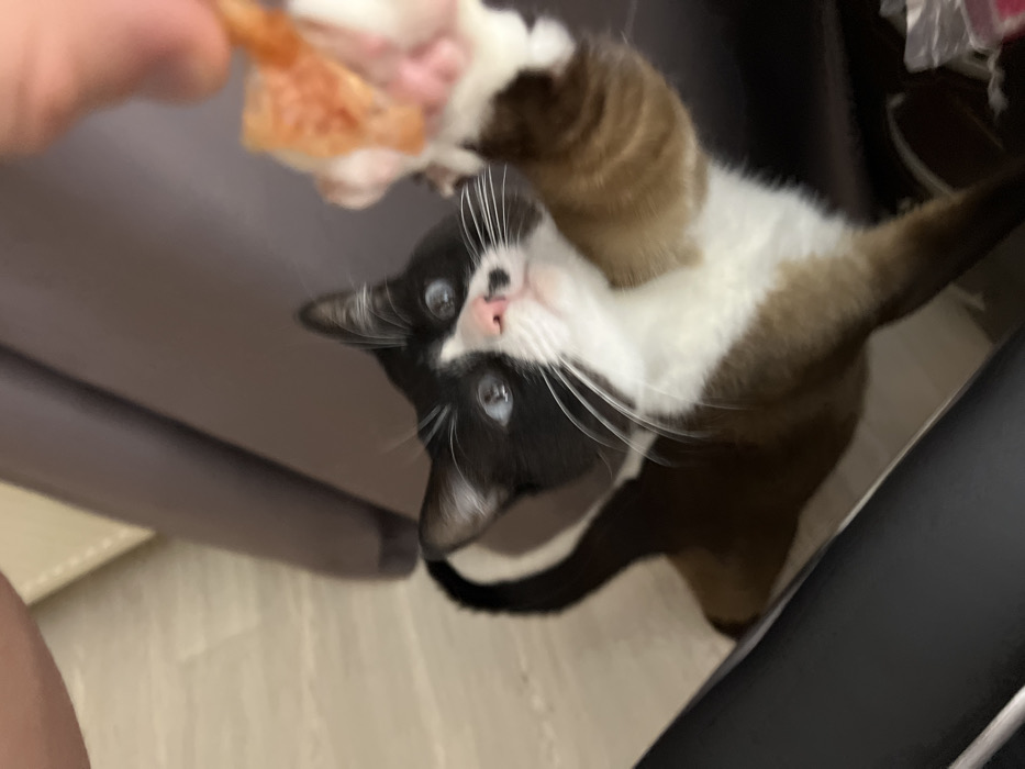 A domestic cat, primarily black and white with brown fur on its lower body, is depicted indoors reaching for a light orange food item. The cat possesses light blue eyes, a pink nose with a small black spot, and prominent white whiskers; its left front paw is extended upwards towards the food. A human hand, visible from the wrist, holds the food item between the thumb and index finger, positioned in the upper right. The background consists of a dark brown or grey upholstered furniture piece on the right and a light-colored floor surface on the left. The specific location in Noviy, Russia, cannot be determined from the visual evidence present in the image.