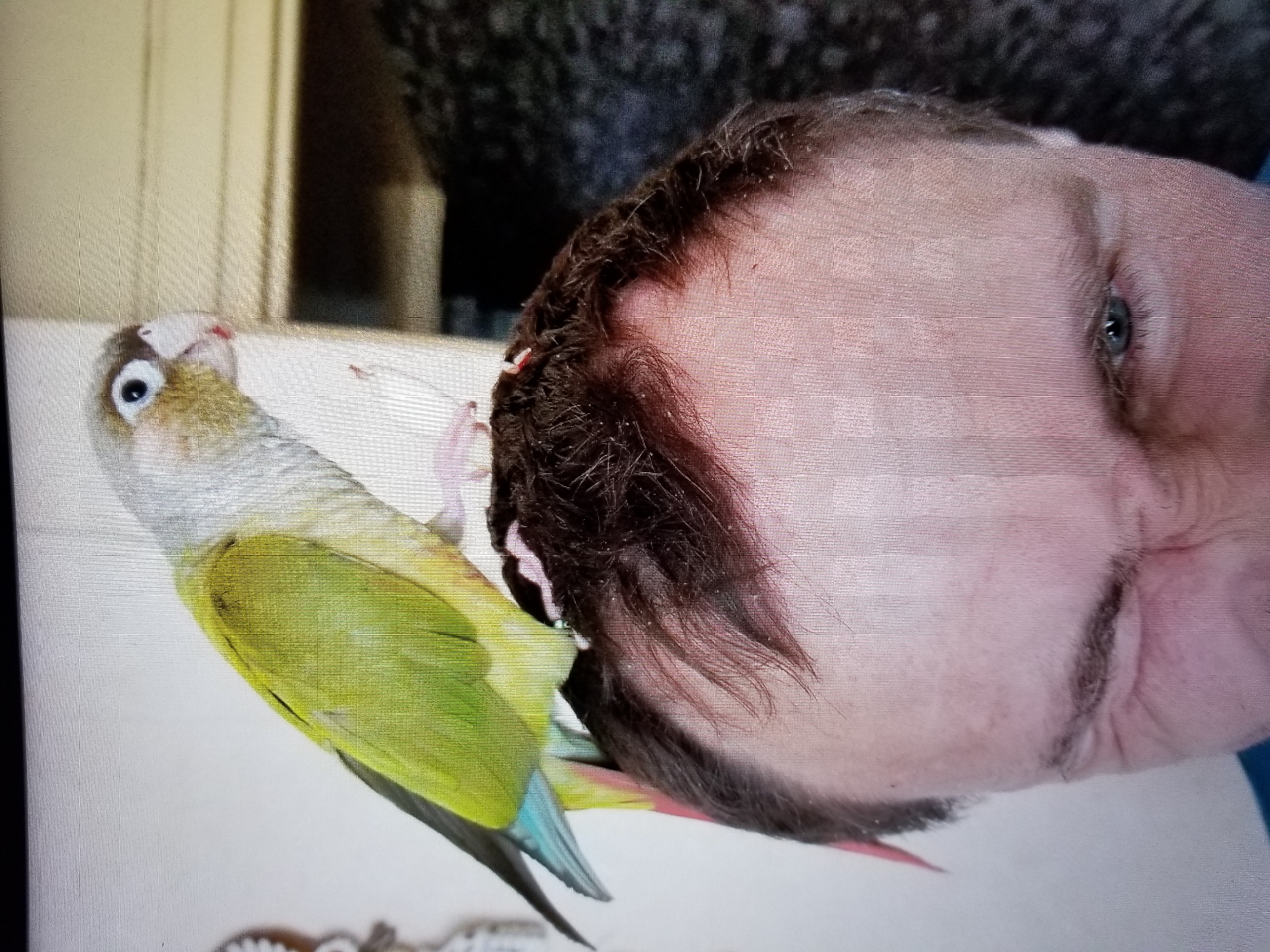 A close-up, head-and-shoulders shot captures a conure perched on the head of a person. The bird, primarily green with a yellow head and chest, has a blue tail feather visible. Its beak is slightly open, and it appears to be looking forward. The person's head is tilted slightly, with one eye winking, and their hair is dark and thinning. Some pink objects, possibly from the bird's feet or a toy, are visible on the person's head. The background is out of focus, showing a plain wall and a dark, textured surface. There is no indication of the location being Tiraspol, Moldova.
