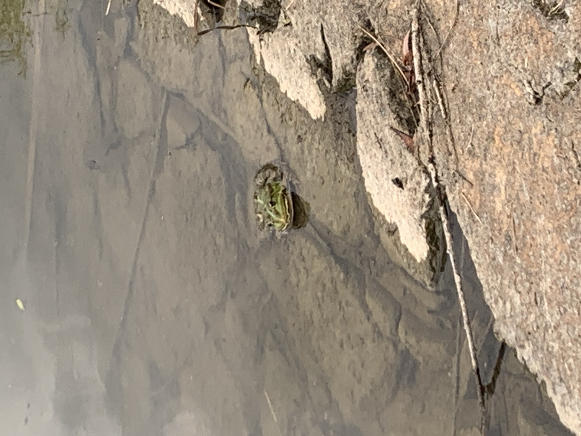 A frog is visible in shallow, murky water. The frog is green and brown, with its eyes and part of its back above the water. The water is over a rocky surface, and the edge of a rocky bank is visible in the foreground, with some dry leaves and twigs scattered on it. The image appears to be taken outdoors, possibly in a natural setting near water. There is no information available that links this image to the city of Kolomyia, Ukraine.