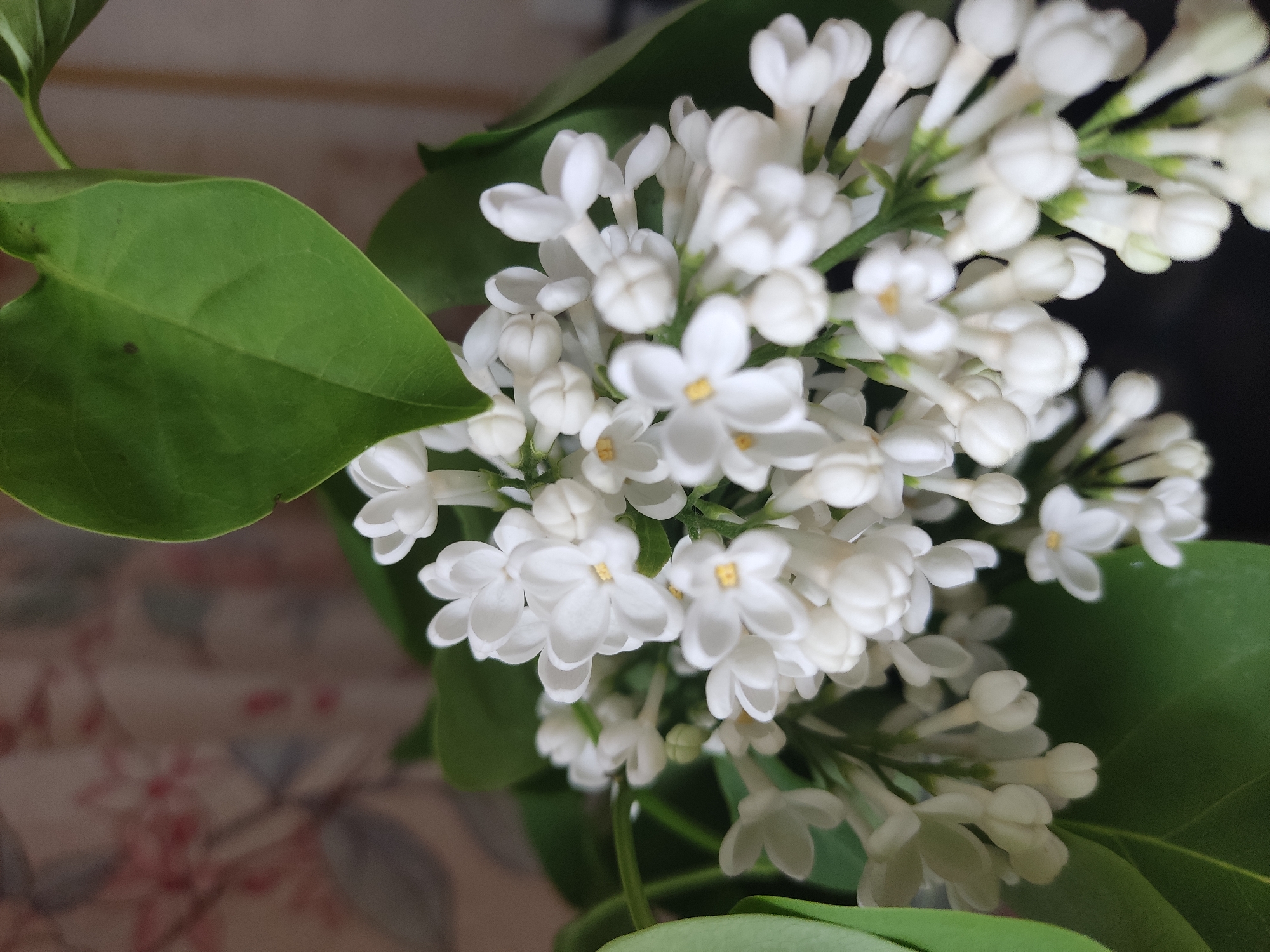 The image shows a close-up of a cluster of white lilac flowers with green leaves. The flowers are in full bloom, their individual petals forming small crosses with yellow centers. The leaves are a vibrant green, adding a contrast to the white of the flowers. The background is blurred, but appears to be a light surface with a floral pattern. The location is specified as Pavlovo, Russia.
