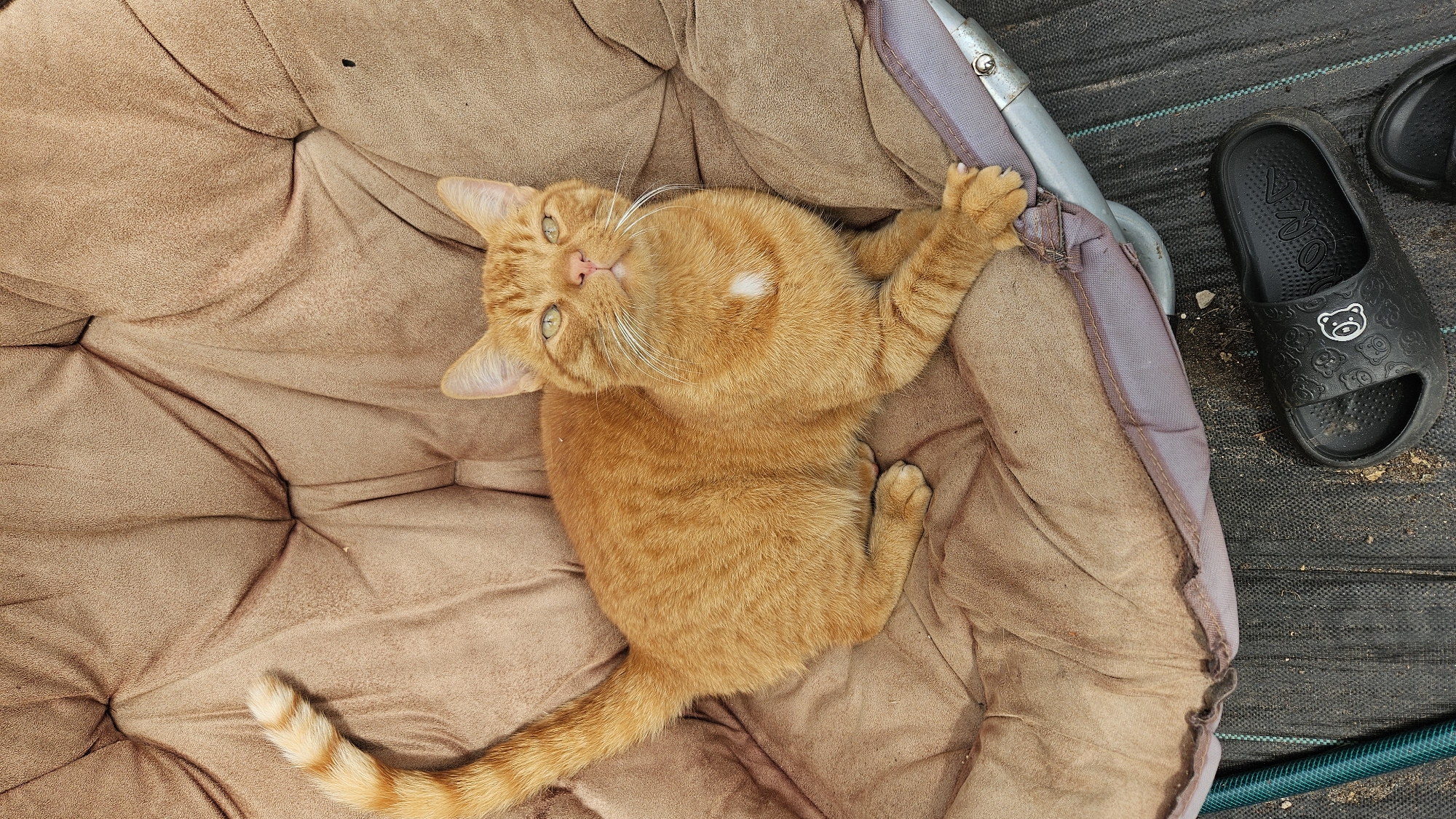 An orange tabby cat is lying on a brown, tufted cushion that is part of an outdoor chair. The cat is positioned facing the camera, with its front paws extended forward. Its tail is curled upwards and to the left. The cushion is slightly worn and appears to be outdoors, as indicated by the presence of dark landscaping fabric and a black sandal visible below the chair. A green hose is also visible to the left of the chair. The setting appears to be a backyard or garden area in Kākciems, Latvia.