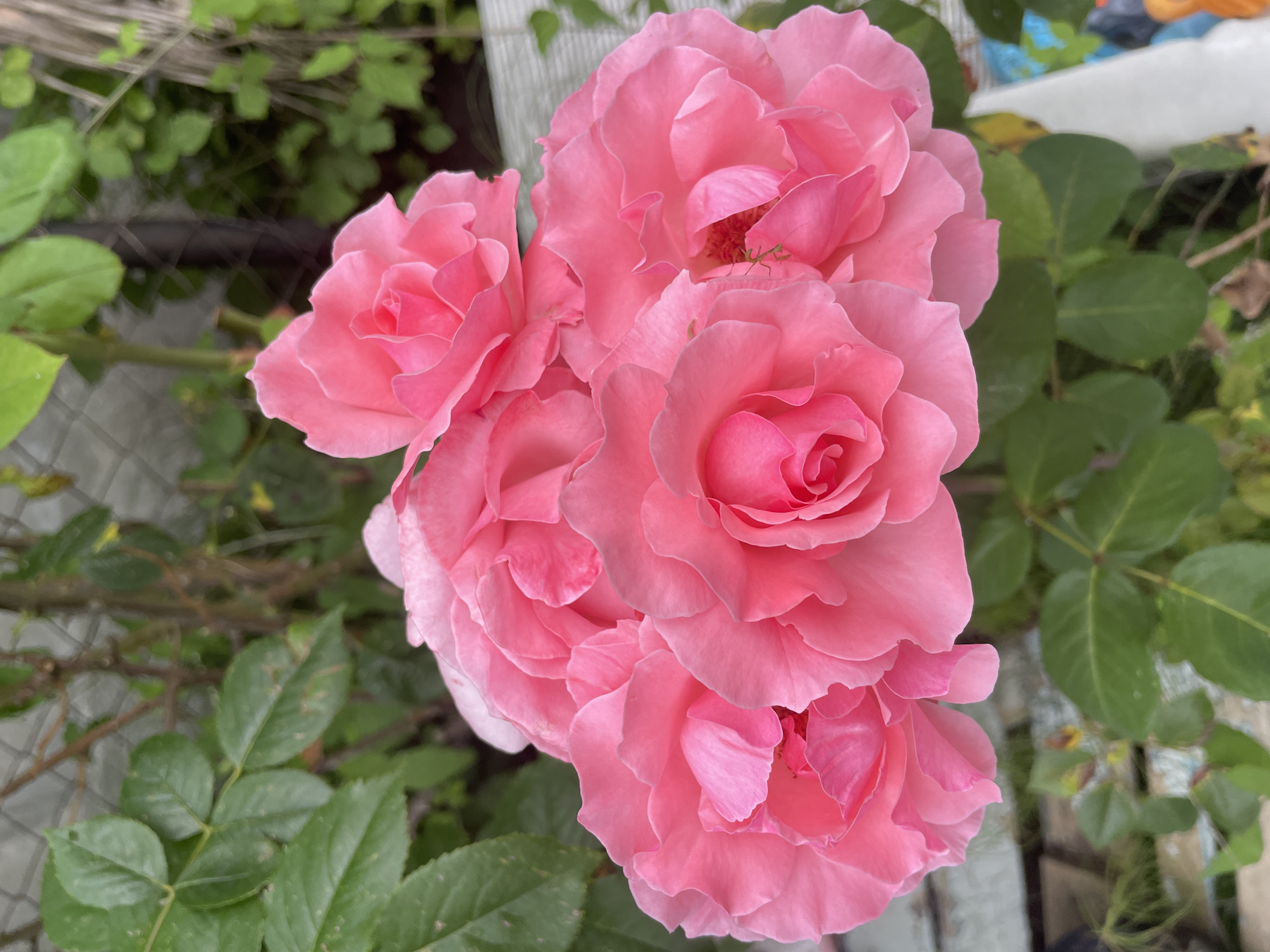 Memory