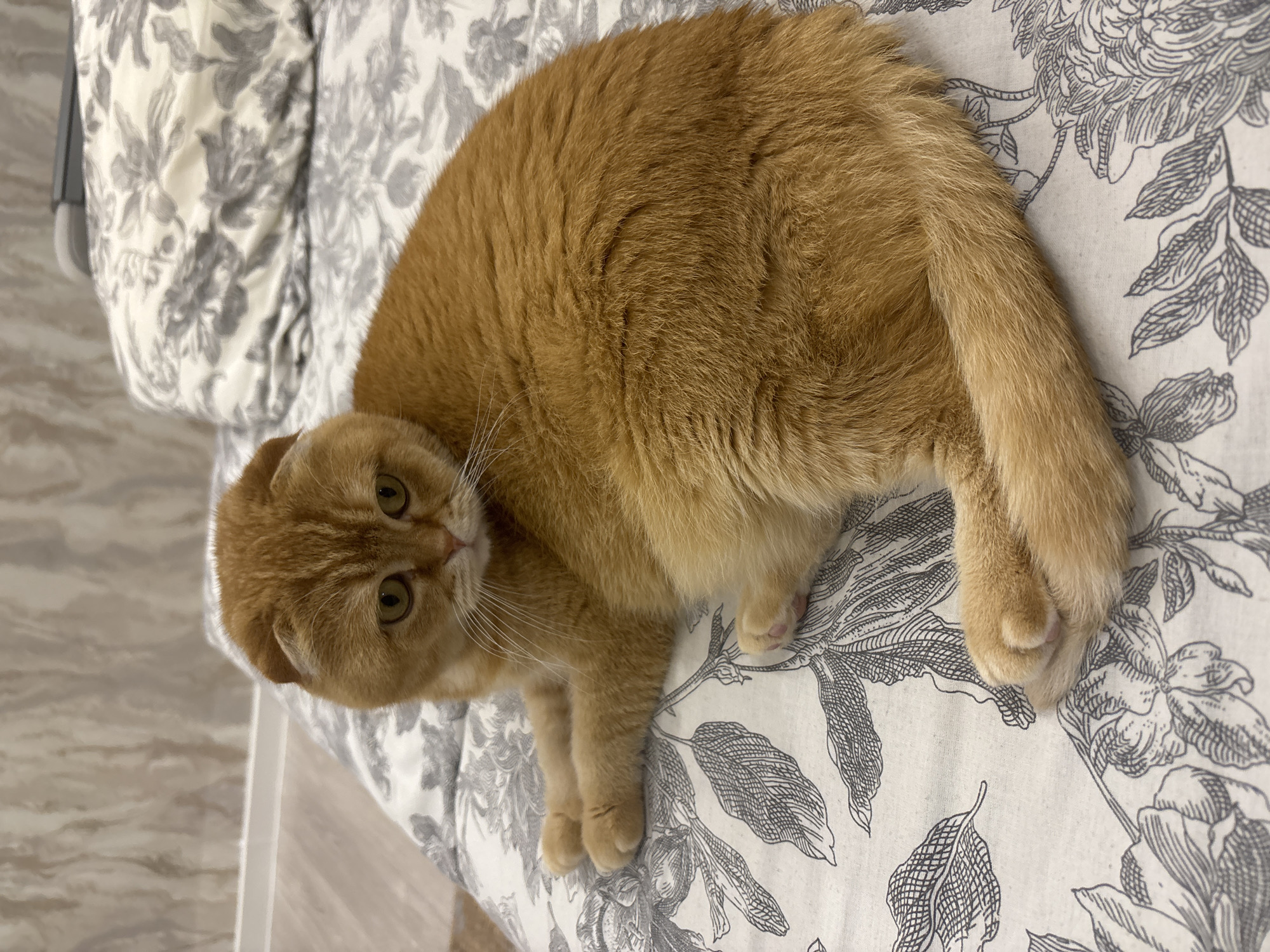 An orange tabby Scottish Fold cat is lying on a bed with a floral patterned duvet. The cat is facing the camera, with its paws tucked underneath its body. The background shows a wall with textured wallpaper and a glimpse of a pillow with a similar floral pattern. A grey electronic device rests on the pillow behind the cat. The lighting is soft and indoor.