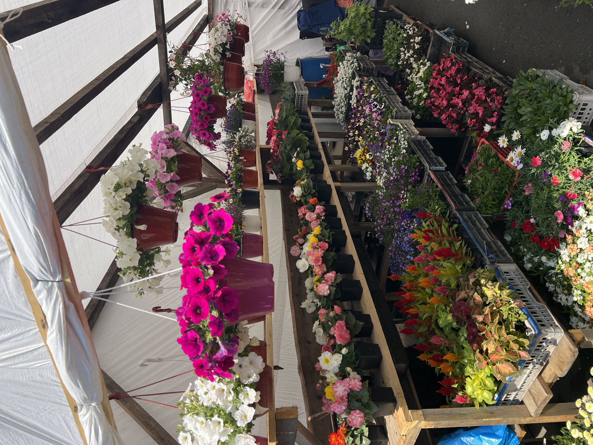 The image depicts a flower stall, possibly a market or garden center, with an assortment of potted flowers and hanging baskets displayed for sale.
The hanging baskets are suspended from a wooden frame structure covered with a white tarp. The baskets contain various types of petunias, with colors ranging from white to pink and deep purple.
To the right of the hanging baskets, potted flowers are arranged on tiered wooden shelving. Varieties include begonias, pansies, coleus, and other mixed annuals. The flowers are housed in black plastic pots or plastic crates.
The environment appears to be outdoors under bright sunlight. The exact location within Zima Juzhnaja, Russia cannot be determined from the visual information alone. There are no visible people, actions, or interactions present in the image.