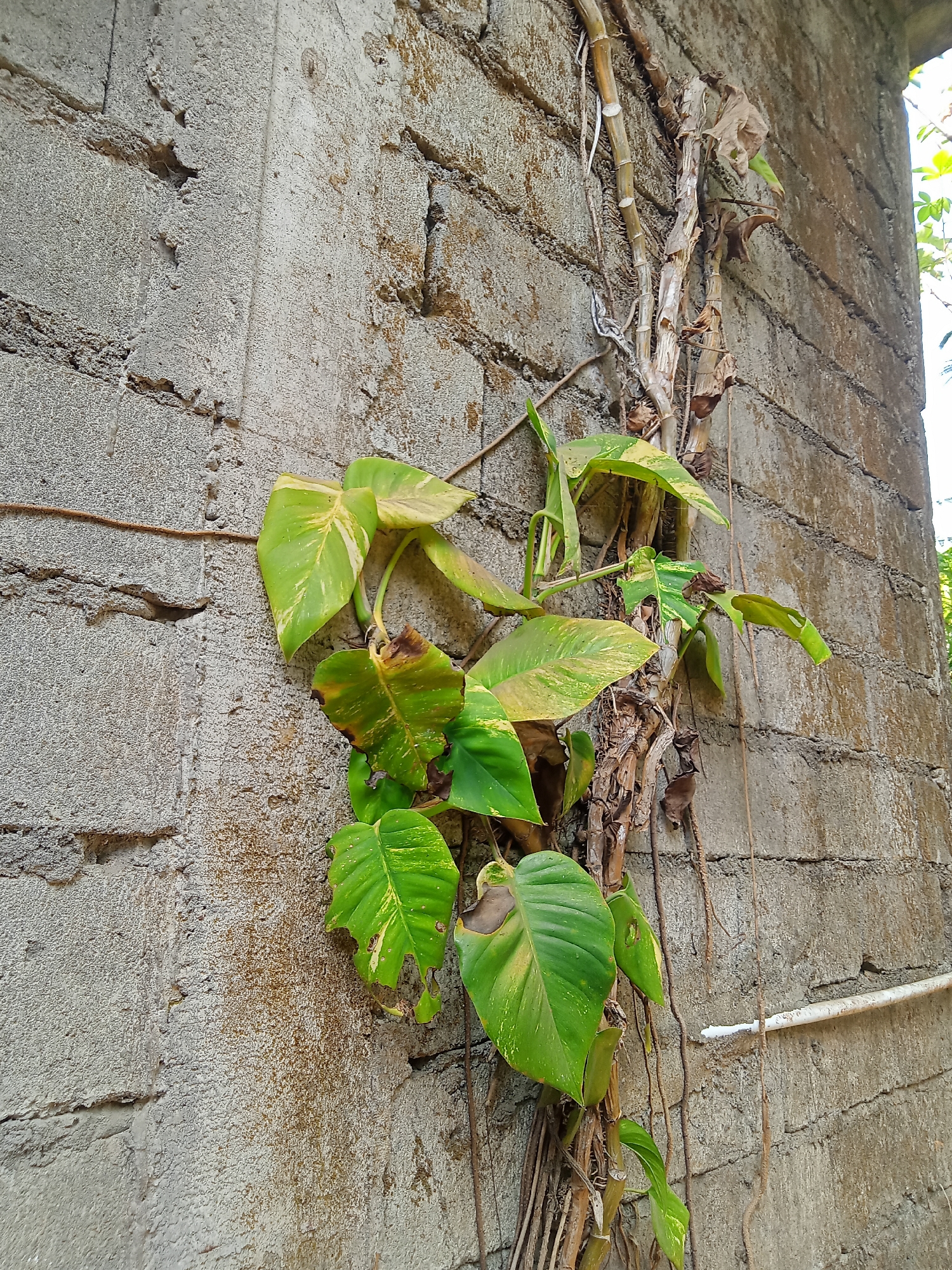 In Kaligenton, Indonesia, a plant with large, variegated green and yellow heart-shaped leaves is growing vertically up a rough, grey concrete wall. The wall is constructed of cinder blocks and shows signs of weathering, with streaks of dirt and discoloration. The plant's thick, woody stem is entwined with dry, brown vines and dead leaves. Some of the plant's leaves are healthy and vibrant, while others are brown and wilted. A thin, brown vine runs horizontally across the wall to the left of the plant. To the right, a white pipe extends from the wall. The background shows a glimpse of green foliage, suggesting an outdoor environment.