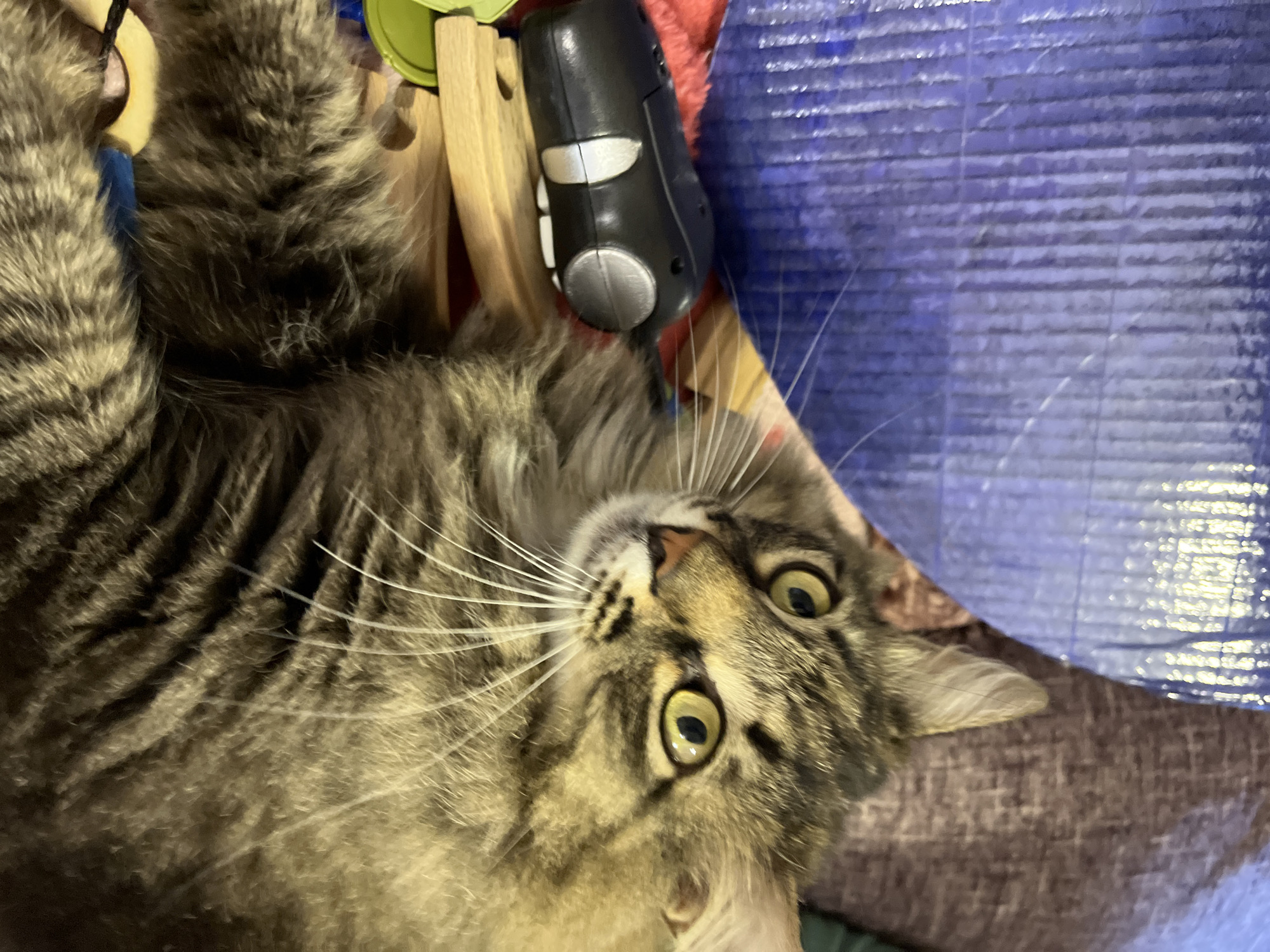A close-up, high-angle shot shows a tabby cat lying down on its side with its head turned towards the camera. The cat has yellow eyes and brown and black stripes. Next to the cat is a black remote control with silver buttons. The cat is positioned on a wooden surface with blue and purple textures. The background is blurred and appears to be a couch or upholstered furniture. The image does not provide any information about the city of Krasnyye Barrikady, Russia.