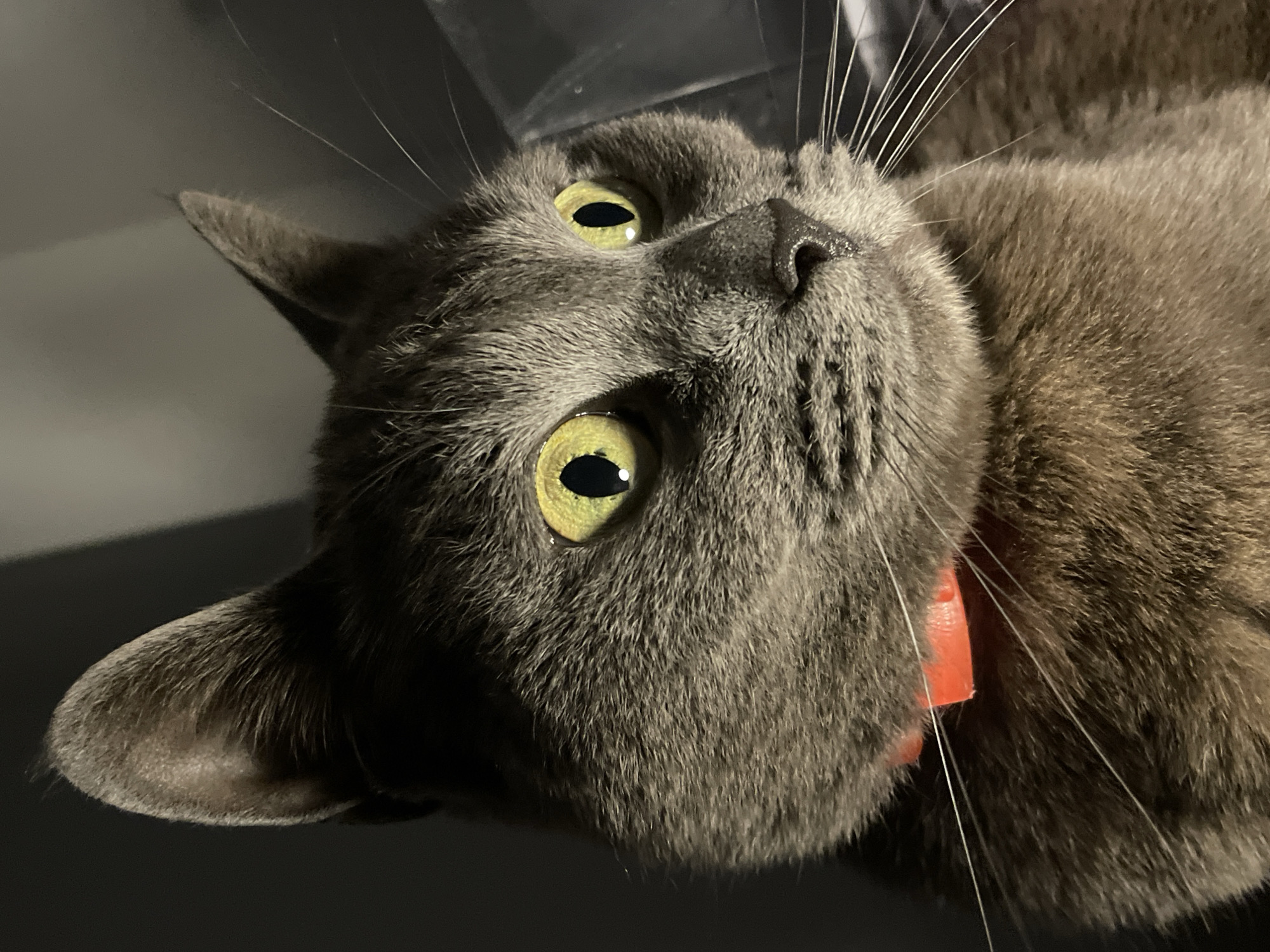 The image displays a close-up, three-quarter profile of a domestic cat. The animal possesses short, dense gray fur and large, dilated yellow-green eyes featuring prominent catchlights. An orange collar is visible around its neck. The cat's head is angled slightly to the right, with its gaze directed towards an unseen point beyond the frame. Long, white whiskers extend from its muzzle. The background is dark, indistinct, and out-of-focus, consistent with an indoor setting under low light conditions. No identifiable geographical markers, landmarks, or specific environmental details are present to determine a location within the city of Budva, Montenegro, or any other specific area.
