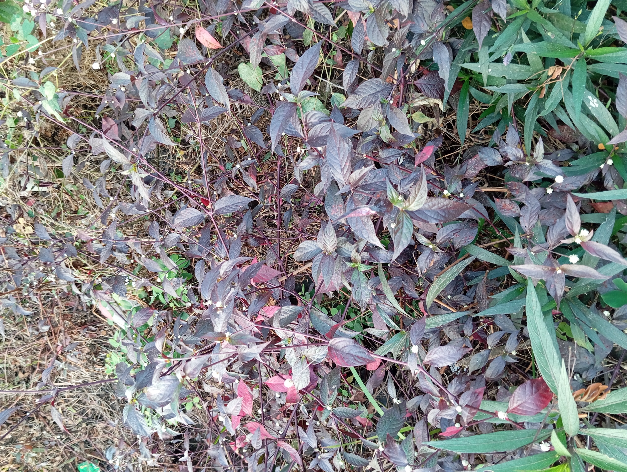 The image shows a patch of dense foliage with dark purple and green leaves, interspersed with dry, brown vegetation. Small white flowers are visible among the leaves. The lighting suggests an outdoor setting, possibly a roadside or undeveloped area. The overall impression is of a wild or untended plant growth.