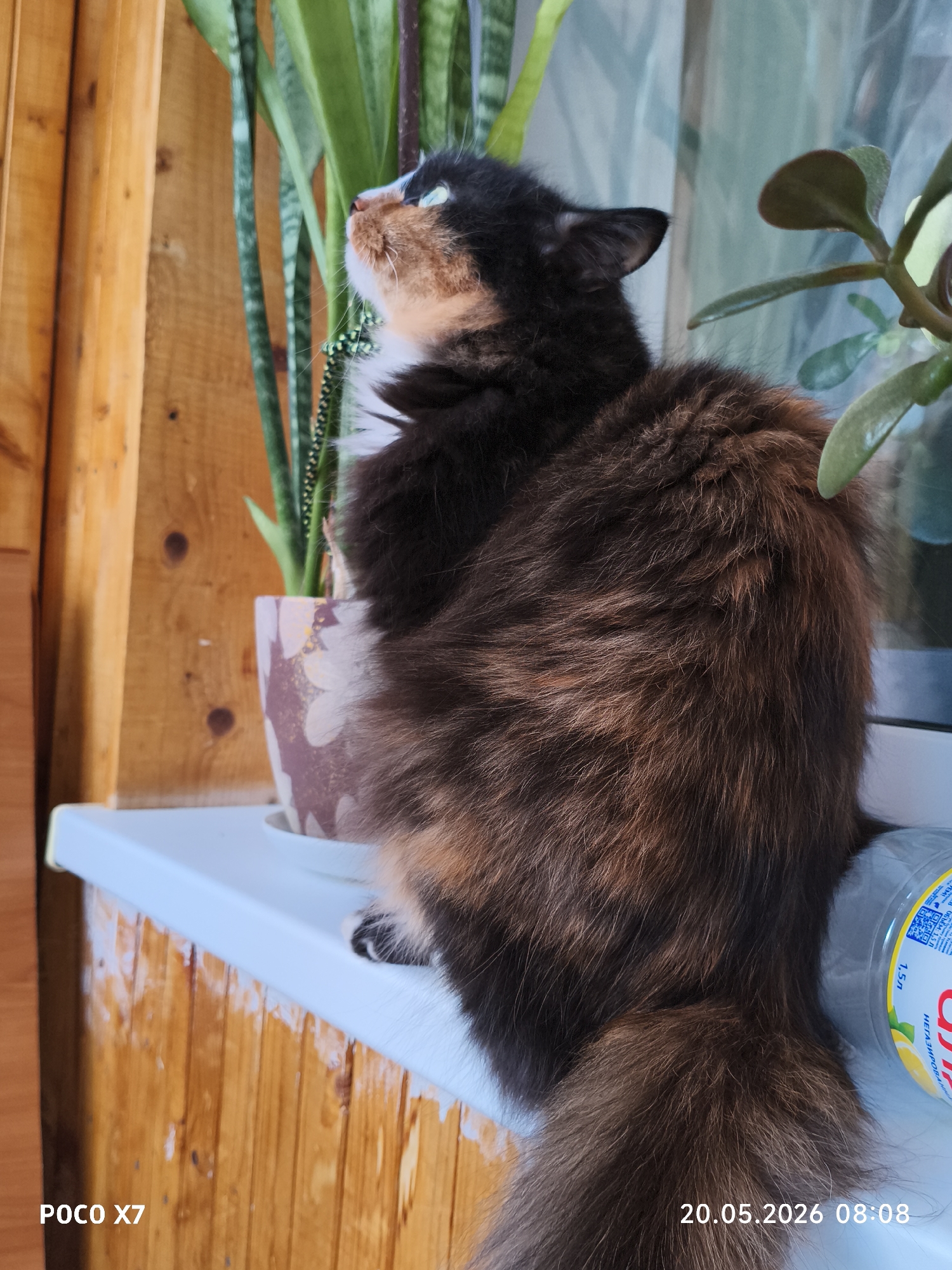 A fluffy, long-haired tortoiseshell cat sits on a white windowsill, gazing upwards and to the left. The cat is positioned between two potted plants: a snake plant to its left and a jade plant to its right. The windowsill is situated in front of a window with a blurred, partially visible curtain. Below the windowsill, there is light brown wooden paneling. A plastic water bottle is visible to the right of the cat. The bottom left corner of the image displays the text "POCO X7". The bottom right corner of the image displays the date "20.05.2026 08:08". The image was likely taken in Chaikovsky, Russia.