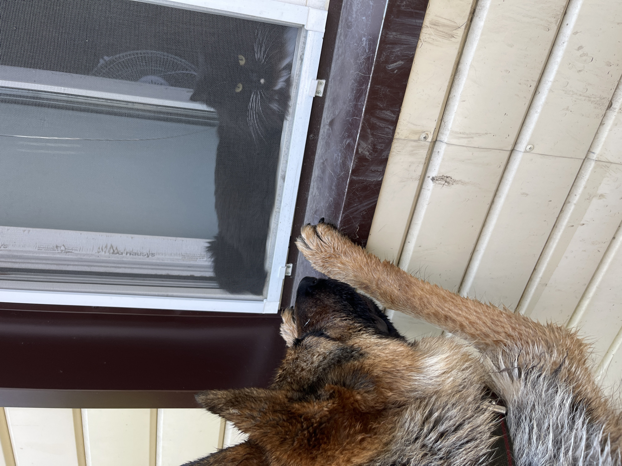 A German Shepherd dog with wet fur is shown with its nose and paws on a windowsill, looking through a window screen at a black cat. The cat is lying down inside the window, with its yellow eyes visible. The building exterior is visible, with siding and a dark brown trim. The scene appears to be outdoors, possibly in a residential area. The image is taken from a low angle, focusing on the interaction between the dog and cat. There is no specific information about the location in Novosibirsk, Russia.