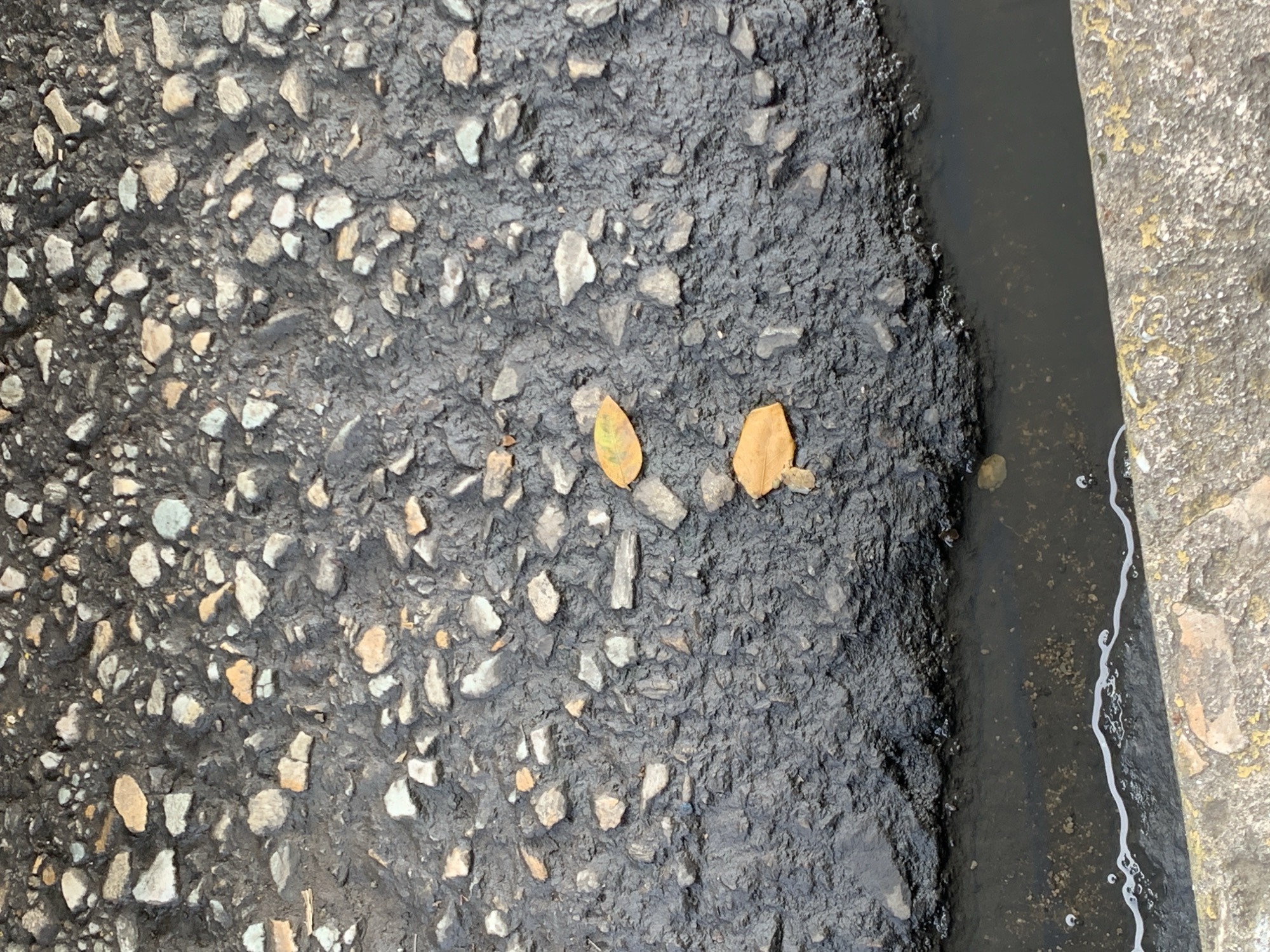 A close-up, high-angle shot captures a segment of an outdoor ground surface in Santa Ana, Venezuela. The image is dominated by a dark, coarse asphalt or concrete texture, densely embedded with small, light-colored stones and gravel, varying in shades of grey, beige, and off-white. This rough surface occupies the left and central-left portions of the frame.
Towards the center of the image, resting on the textured asphalt, are two distinct fallen leaves. The leaf on the left is a yellowish-green, while the one on the right is a dried, brownish-orange.
To the right of the asphalt, a narrow, dark channel filled with water runs vertically through the frame. The water surface appears still or very slowly moving, with faint reflections and some small bubbles visible along the edge where it meets the asphalt. The channel has a dark, possibly muddy or shadowed bottom.
Further to the right, beyond the water channel, is a section of a light-colored concrete curb or edge. This concrete surface shows signs of wear and discoloration, with patches of yellowish and white marks, possibly lichen or paint residue.
The lighting appears even, suggesting an overcast day or a shaded area, with no harsh shadows. There are no human figures, animals, or discernible activity present, lending a quiet, observational quality to the scene. No text is visible in the image.