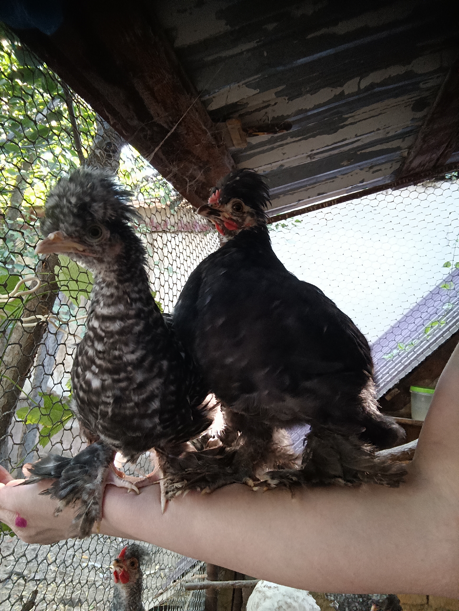 In a rural outdoor setting, possibly a chicken coop in Dangir, Uzbekistan, two juvenile chickens are perched on a human forearm. The chicken on the left has grey and white mottled plumage and a fluffy crest. The chicken on the right is mostly black with some grey and red coloration on its head and has feathered legs and feet. Both birds appear healthy and alert. The background includes a wire fence, foliage, and the roof of a structure made of corrugated metal and wood. The sunlight casts shadows, indicating a daytime scene. A small, younger chicken with a similar crested head is visible lower in the frame, in the background within the enclosure. The human arm is bare and tanned, with a small pink fingernail polish mark on the little finger.