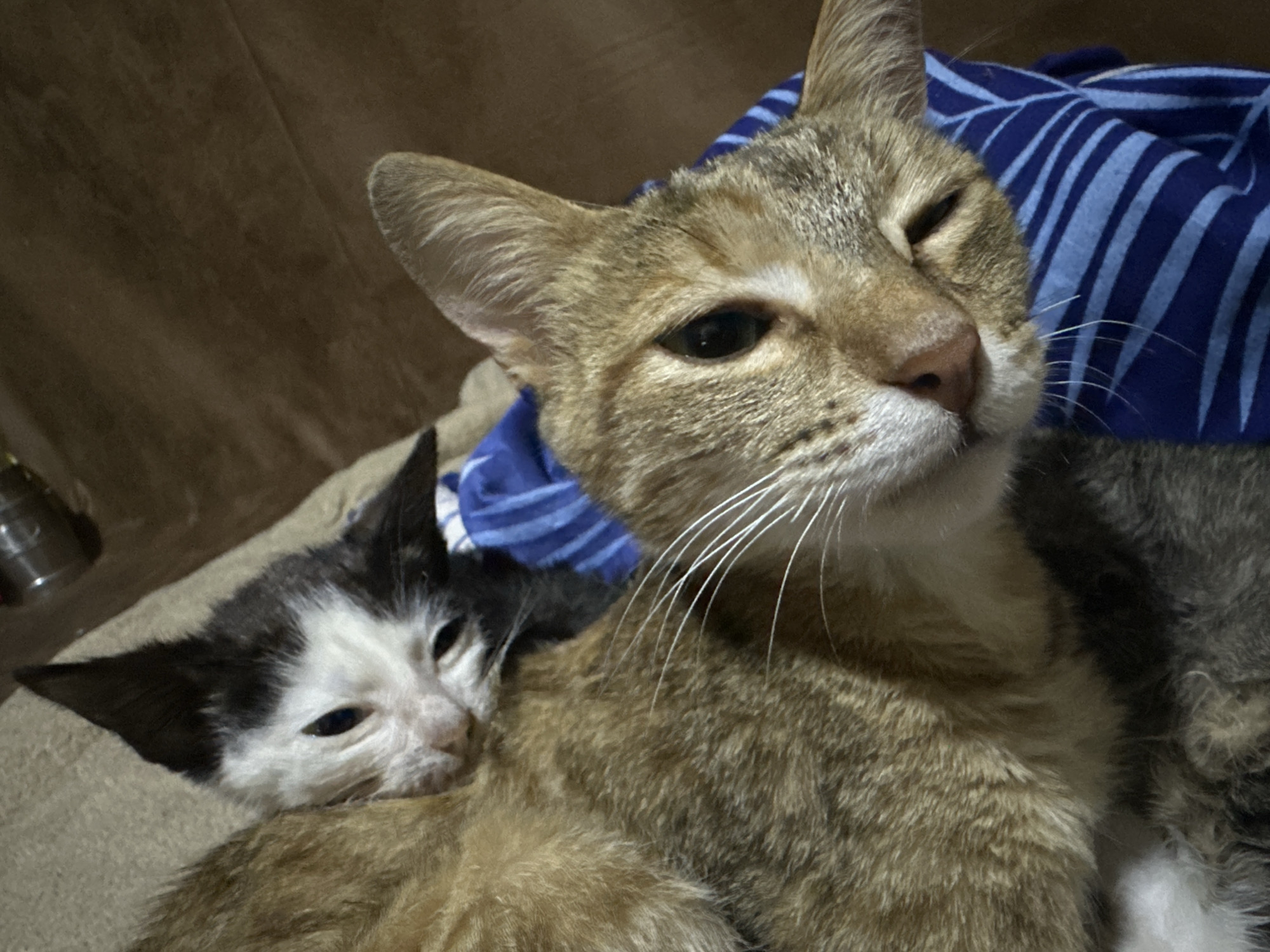 The image depicts two cats, an adult and a kitten, snuggled together on a textured surface. The adult cat, with brown and grey tabby markings, is positioned behind and slightly above the kitten. Its eyes are partially closed, and its head is tilted to the side, resting against a blue and white striped fabric. The kitten, predominantly black and white with black ears, is nestled against the adult cat's chest, with its head resting on the adult's fur. The background is a blurred brown surface, possibly a floor or furniture. The scene appears to be indoors, in a domestic setting. There is no indication of the city of Jos, Nigeria, within the image itself.