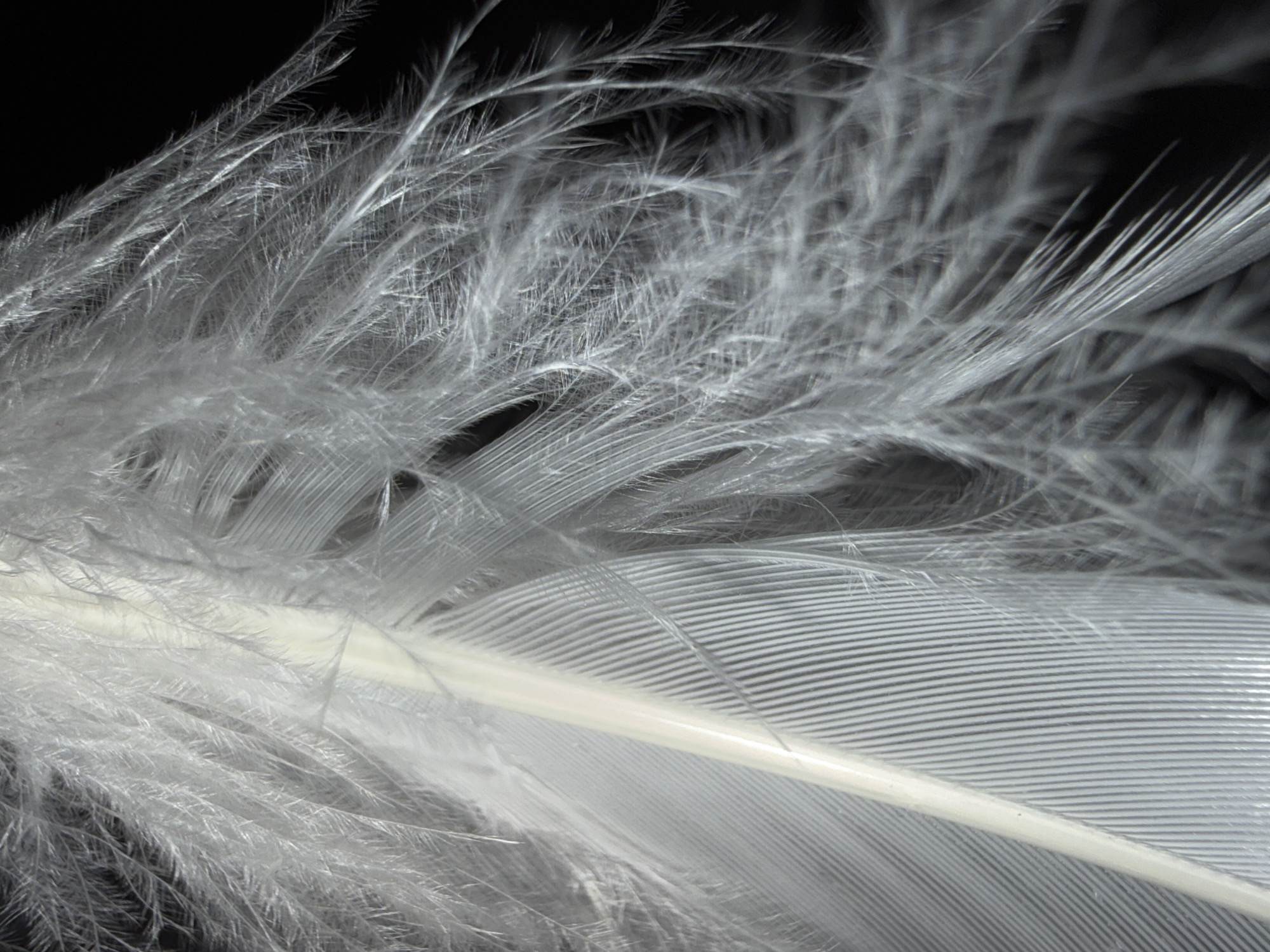 This is a close-up, grayscale photograph of white feathers against a black background. The feathers are predominantly soft and downy, with delicate barbs that create a hazy, ethereal effect. A larger, more defined feather with a prominent central quill and clearly delineated barbs is visible in the lower right portion of the image, extending diagonally from bottom left to top right. The focus is sharp on this larger feather, highlighting its intricate structure. The arrangement of the feathers suggests they might be part of a larger plume or perhaps a collection of loose feathers. The lighting appears to be directed, creating subtle shadows and emphasizing the texture and fine details of the feathers. The overall mood is serene and delicate, with the stark contrast between the white feathers and the black background enhancing the visual impact. There is no visible text, and the image does not contain any elements that would suggest a specific time of day, weather, or emotional context. The location context of Ufa, Russia, does not provide any discernible clues within the visual content of the image itself.