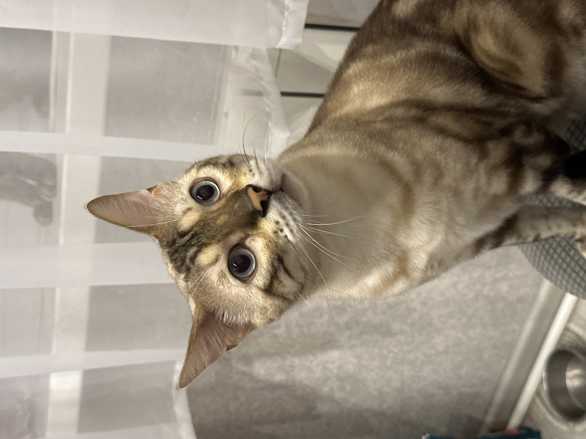 The image shows a close-up, portrait-style photograph of a Bengal cat with striking blue eyes and a spotted coat, looking directly at the camera. The cat is positioned in the foreground, with its head and upper body visible. The background consists of sheer white curtains and a textured grey wall. The lighting appears to be indoor and soft. There are no people visible in the image. The location is identified as Energetik, Russia.