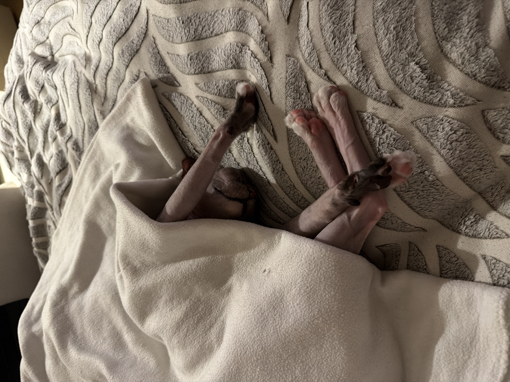 A Sphynx cat is sleeping tucked into a white blanket on a textured bed. The cat's pink paws and some of its legs are visible. The bed has a patterned duvet cover in shades of beige and grey. The scene is indoors and appears to be a bedroom.