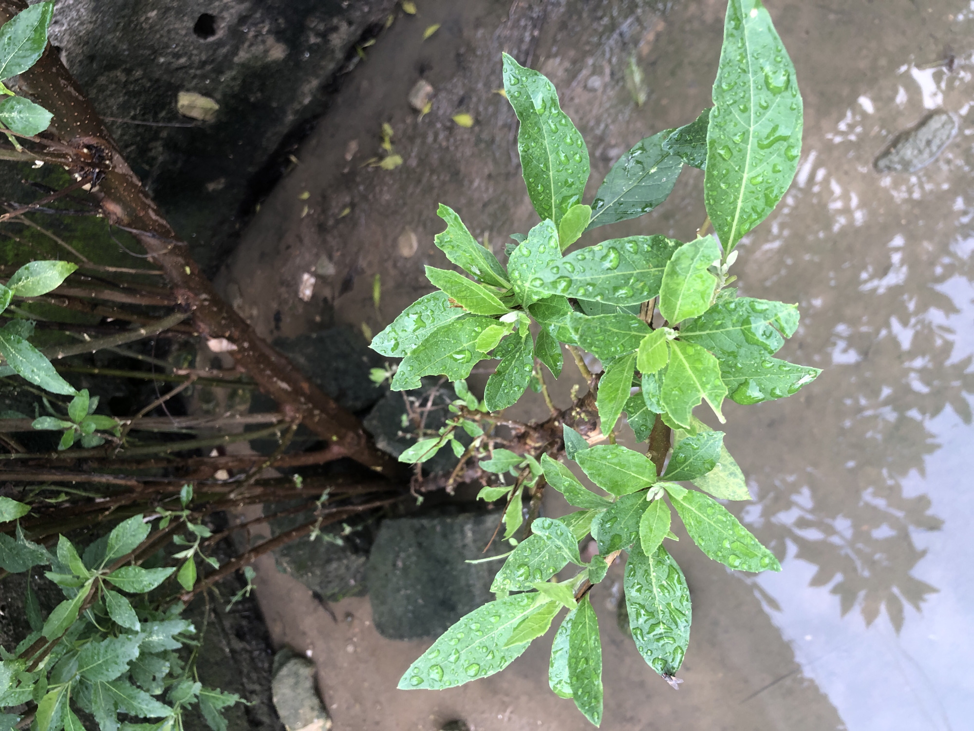 A close-up, overhead view captures a small, green plant with wet leaves after a rain shower, situated in the dirt and shallow puddles of what appears to be an outdoor area. The plant's woody stems are visible, with several branches covered in vibrantly green, ovate leaves, many still holding droplets of water. In the background, the base of a larger tree trunk is visible, along with some rough, dark stones. The ground is a mix of damp earth and muddy water, reflecting the plant and the surrounding environment. A section of a rough, dark concrete wall is present in the upper right background. The overall scene suggests a garden or yard after rainfall in Ado, Nigeria.