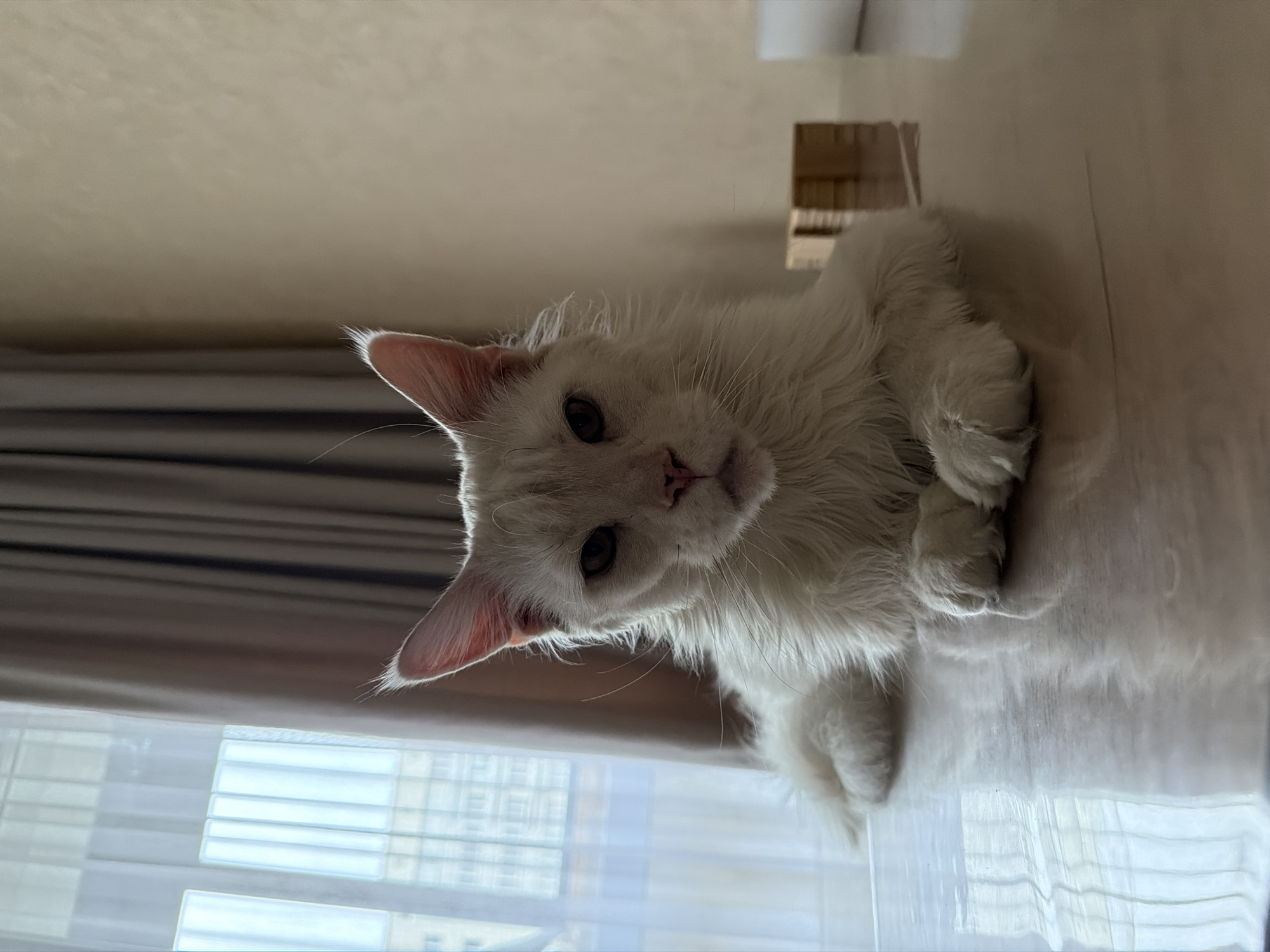 A white cat is lying on a surface indoors. The cat is facing the camera with its head tilted slightly. It has long fur, pink ears, and dark eyes. The background includes a window with a sheer curtain, a wall, and a portion of a room structure. The location is Kazan, Russia.