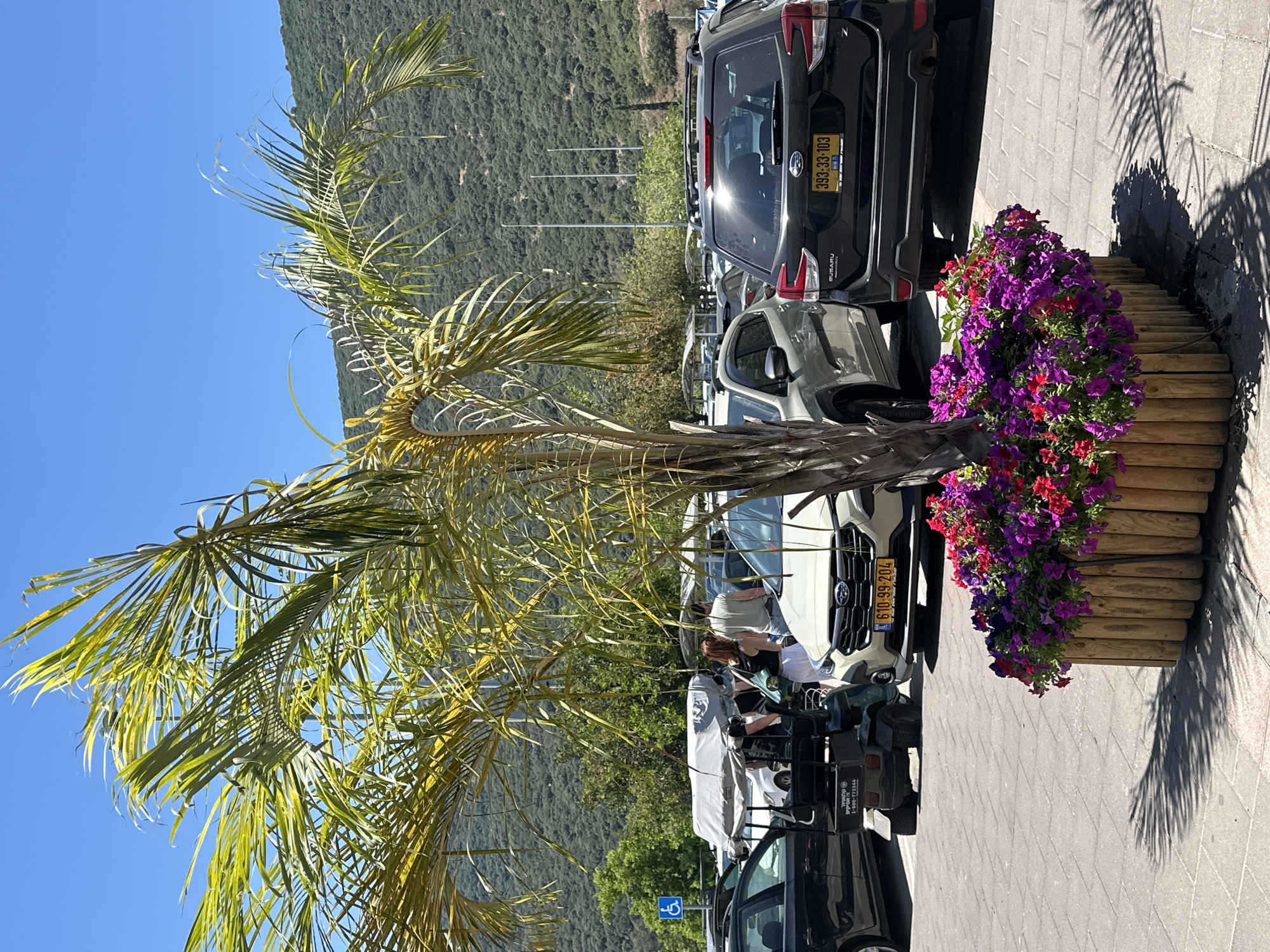 This image captures a sunny outdoor scene in the city of Zvulun Regional Council, Israel, likely a parking lot or public area. In the foreground, a planter box filled with vibrant purple and red flowers is prominently featured. A young palm tree with yellowing fronds stands behind the planter.
To the right, a black Subaru SUV is parked. To the left of the planter, a light-colored Subaru SUV is also parked. Further left, a dark-colored car is partially visible. In the middle ground, a small electric utility vehicle with a gray canopy is present, and two people are standing near it. A blue accessibility symbol sign is visible on a pole to the far left.
The background reveals a densely vegetated hillside under a clear blue sky. The overall impression is a well-maintained outdoor space with elements of nature and urban infrastructure.