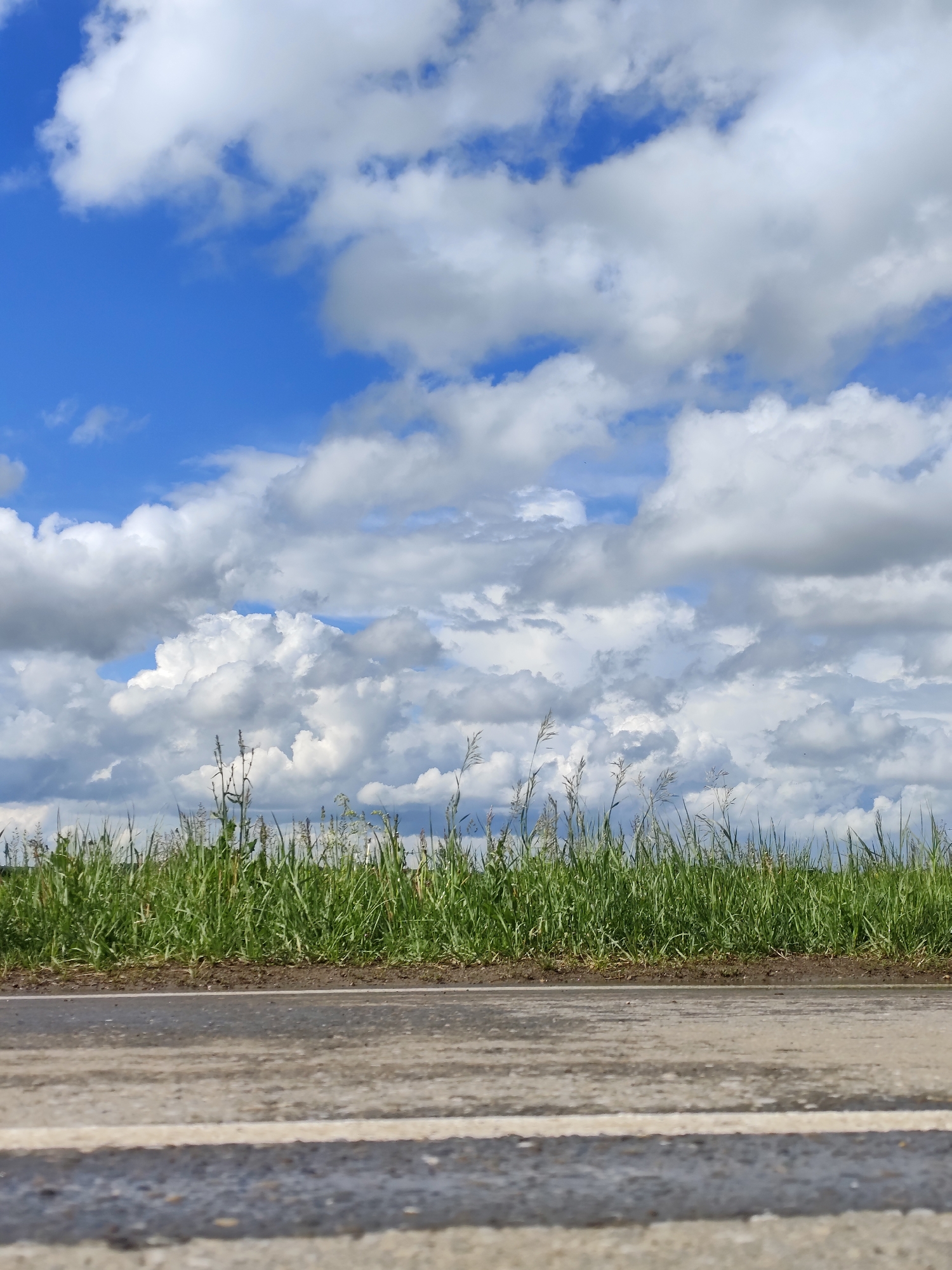 This vertical image captures a serene outdoor landscape, offering a low-angle perspective of a rural scene. The composition is divided into three prominent horizontal layers.
The upper two-thirds of the image are dominated by a vast, vibrant blue sky. Scattered across the sky are numerous large, fluffy white cumulus clouds, some exhibiting darker gray shadows underneath, indicating their depth and volume. These clouds appear well-lit, suggesting bright daylight.
Immediately below the sky, a dense, lush strip of bright green grass forms a natural, untamed horizon line. Various wild grasses and weeds are visible within this verdant band, with some taller stalks and delicate seed heads reaching upwards towards the sky.
The lowest section of the image features a paved road, viewed from an extremely low angle, almost at ground level. The road surface is dark gray, possibly asphalt, and appears to be damp or wet, subtly reflecting the light from above. Faint, lighter-colored horizontal lines, likely faded road markings, are visible across its surface.
The scene depicts a tranquil countryside setting, consistent with the provided location context of Фоки, Russia. The time of day is daytime, likely late morning or early afternoon, characterized by clear, fair weather with prominent cloud formations. There are no people, objects of human activity, or discernible events taking place. The image evokes a sense of natural beauty and spaciousness. No visible text is present.