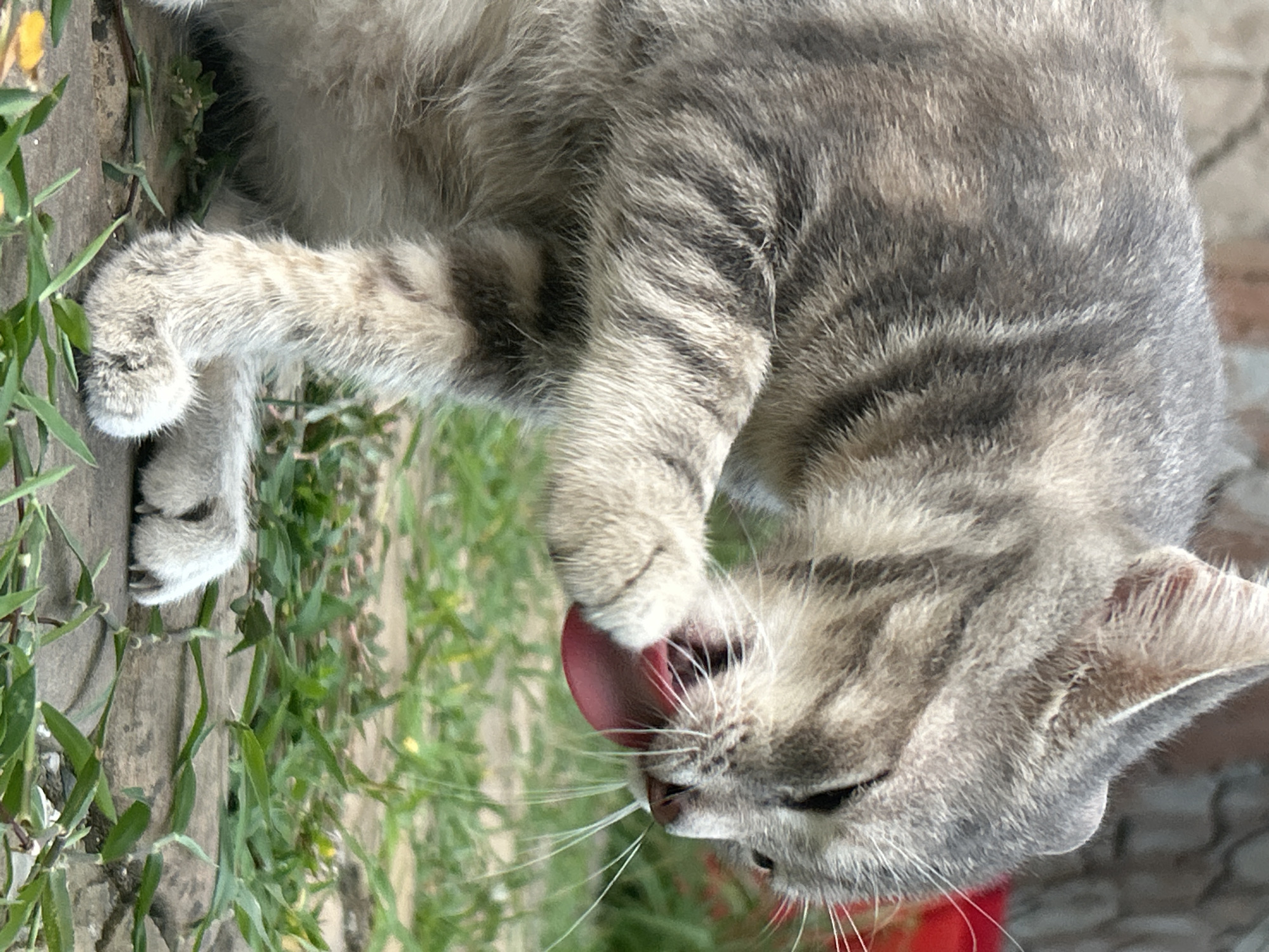 An adult, gray tabby cat is captured in a close-up, profile view as it grooms its paw with its tongue. The cat's fur exhibits a striped pattern, and its eyes are partially closed. The cat is positioned outdoors on a stone surface with green grass and other vegetation growing around it. The background shows a blurred brick wall and hints of red and green elements. The image appears to be taken in the city of Verkhnevesyoloye, Russia.