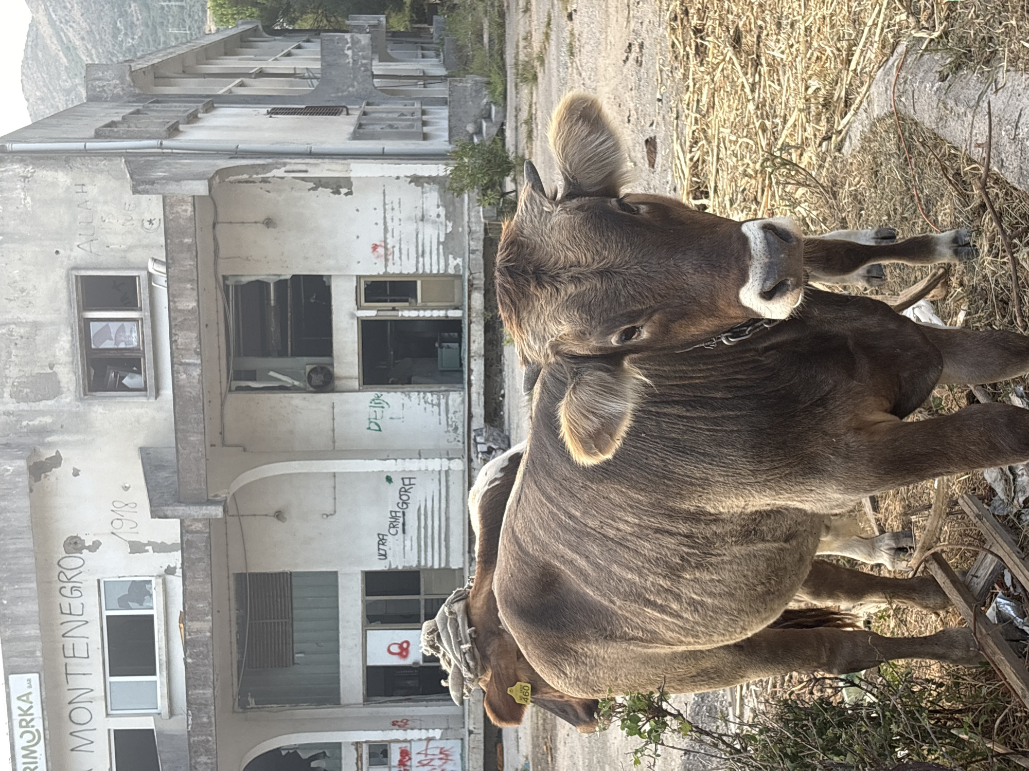 In Bartula, Montenegro, an abandoned concrete building with graffiti spray-painted on its facade stands in disrepair, with broken windows and peeling paint. Two cows are in the foreground. One cow, wearing a yellow tag labeled "460", faces the camera, its head slightly tilted. The other cow is partially visible behind it. The ground is covered with dry hay and debris. The environment suggests an urban or semi-urban setting with overgrown vegetation and hills in the background.