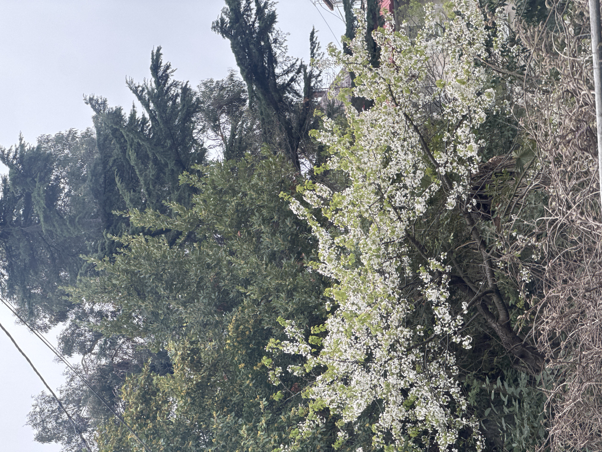 The image shows trees in Sochi, Russia. There are several types of trees, including evergreen conifers and a tree with white blossoms. The sky is overcast. The scene appears to be a residential or park area. There are some utility lines visible.
