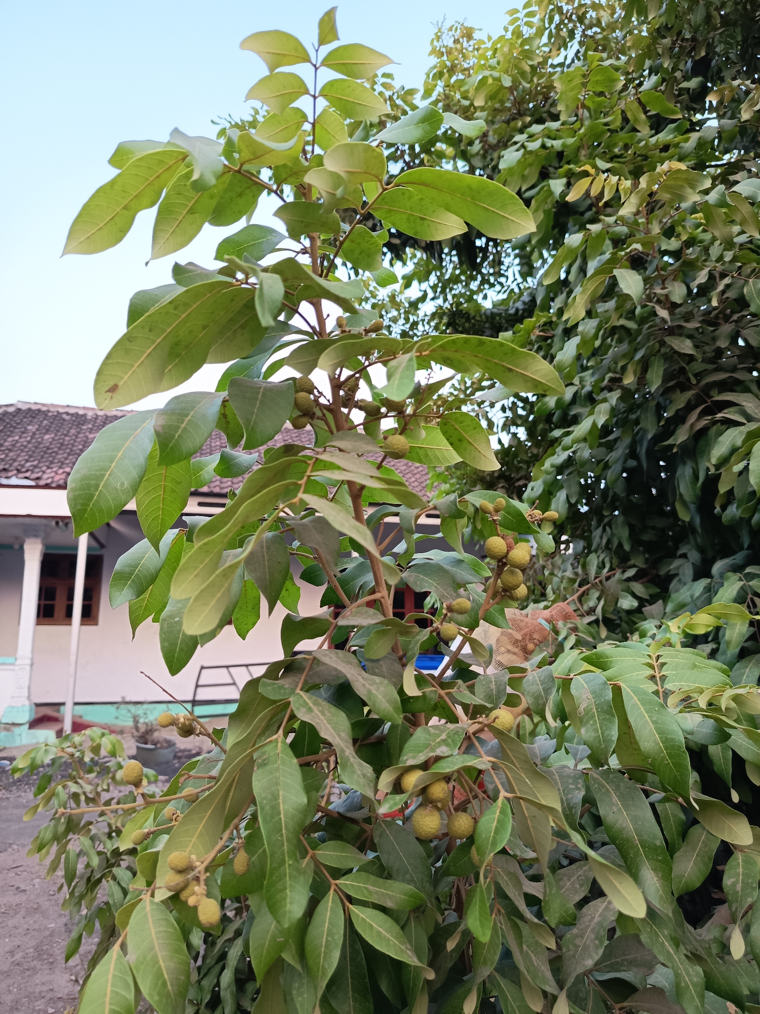 The image displays a close-up view of a young longan tree, specifically showcasing its branches, leaves, and developing fruit. The tree is situated outdoors, with a residential building visible in the background on the left side. The building features a tiled roof, white walls, and brown-framed windows. A portion of a metal fence or railing is also present in front of the house. The ground appears to be unpaved, with a texture suggesting dirt or gravel. To the right of the longan tree, another tree with denser foliage is visible. The sky above is a pale blue, indicating daylight. The image is taken from a low angle, looking upwards at the tree. The overall scene suggests a rural or suburban setting, potentially within a residential area in Krampilan, Indonesia, given the architectural style and vegetation. There are no people or animals visible in the image. The focus is primarily on the natural elements of the longan tree and its environment.