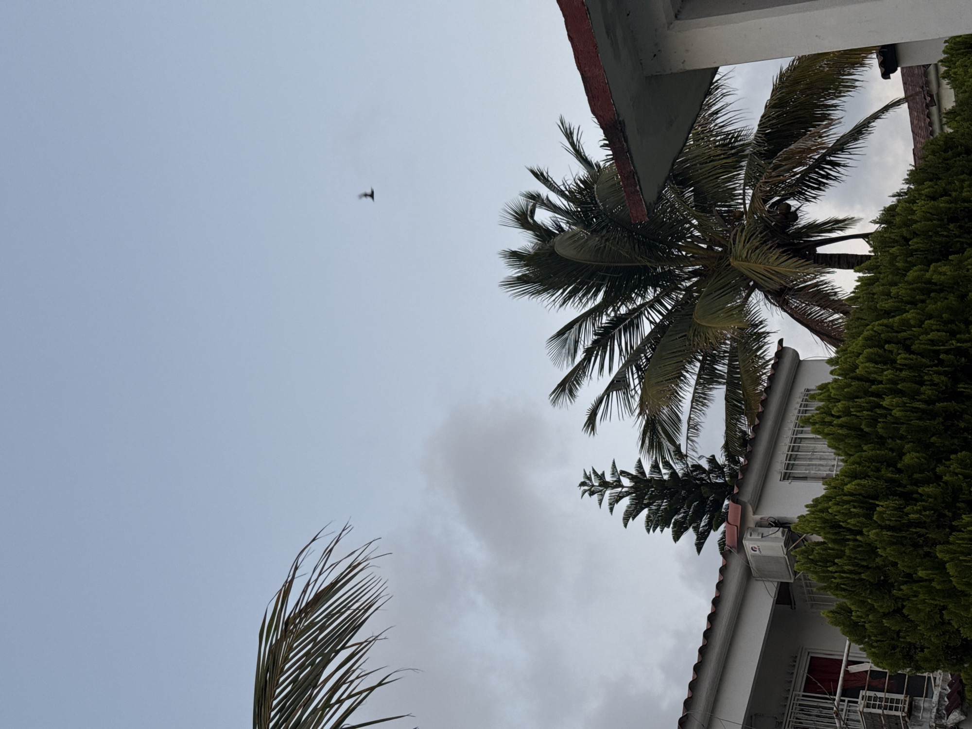 The image, likely taken in Veracruz City, Mexico, shows a low-angle view towards the sky with partial views of buildings and trees. In the upper right, there's a portion of a building, possibly residential, with a red-tiled roof and a light-colored facade, partially obscured by dense green bushes. A palm tree with feathery fronds is positioned near the building, its leaves reaching towards the sky. In the lower left, another palm frond is visible. The sky is overcast with gray clouds. A small, dark shape resembling a bird is visible in the upper left part of the sky. The image is slightly rotated counter-clockwise.