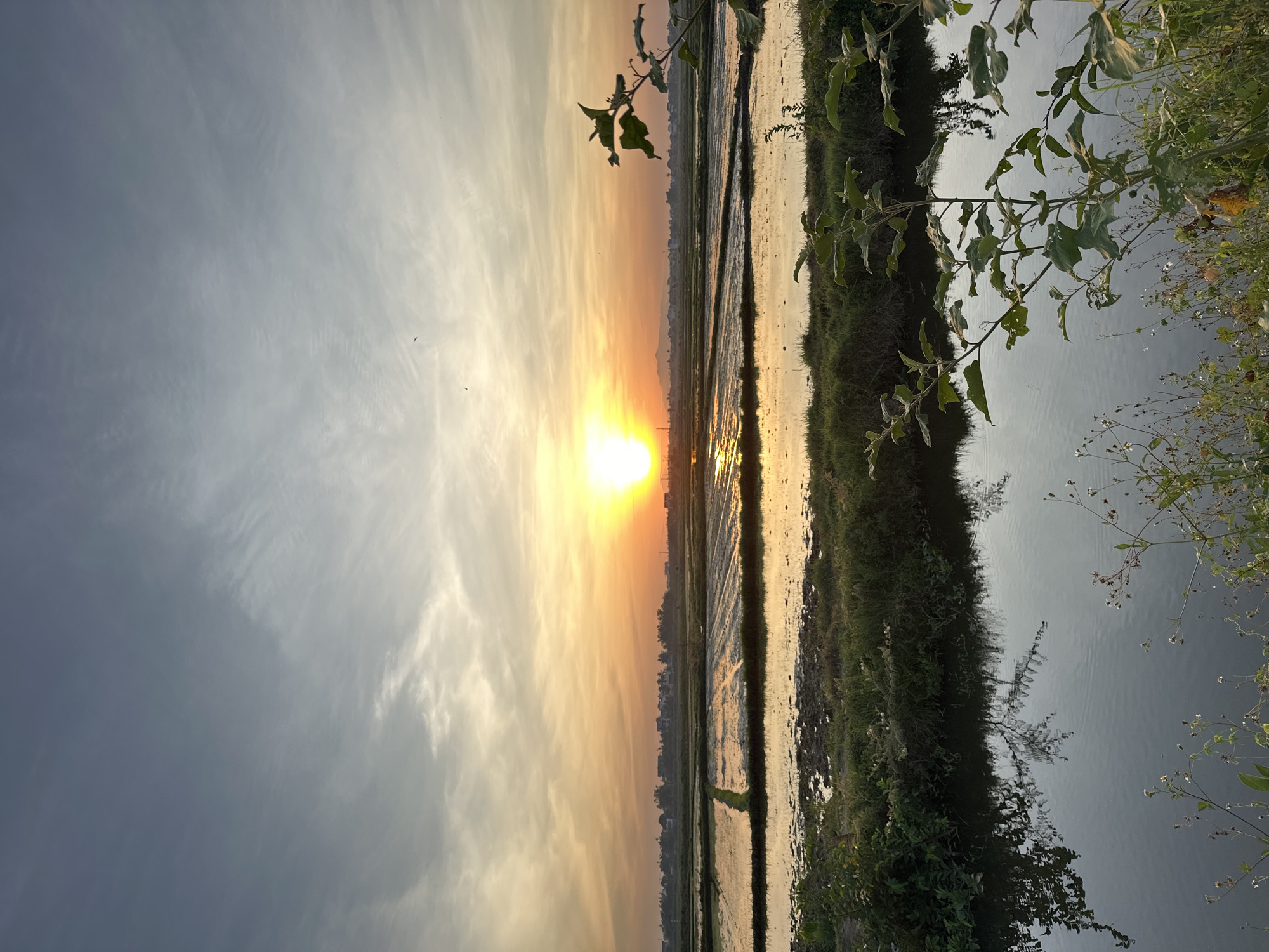This is a landscape photograph of a rural scene at sunset, likely in the vicinity of Hội An Ward, Vietnam. The image captures flooded rice paddies reflecting the warm hues of the setting sun. The sky is a gradient of pale blue at the top transitioning to a bright orange and yellow near the horizon where the sun is prominently visible. Wispy clouds are scattered across the sky, catching the light.
In the middle ground, the rice paddies are divided into rectangular sections by narrow pathways, filled with water that mirrors the sky. In the distance, a treeline and the rooftops of buildings are visible, suggesting a populated area beyond the agricultural fields. A faint mountain range can be seen on the horizon.
The foreground is dominated by lush green vegetation and a body of water. The water here is dark and reflects the surrounding greenery, including the branches and leaves of a plant in the right foreground. Small white flowers are scattered amongst the grasses. There are no people or animals clearly visible in the frame. The overall impression is one of tranquility and natural beauty at the close of day.