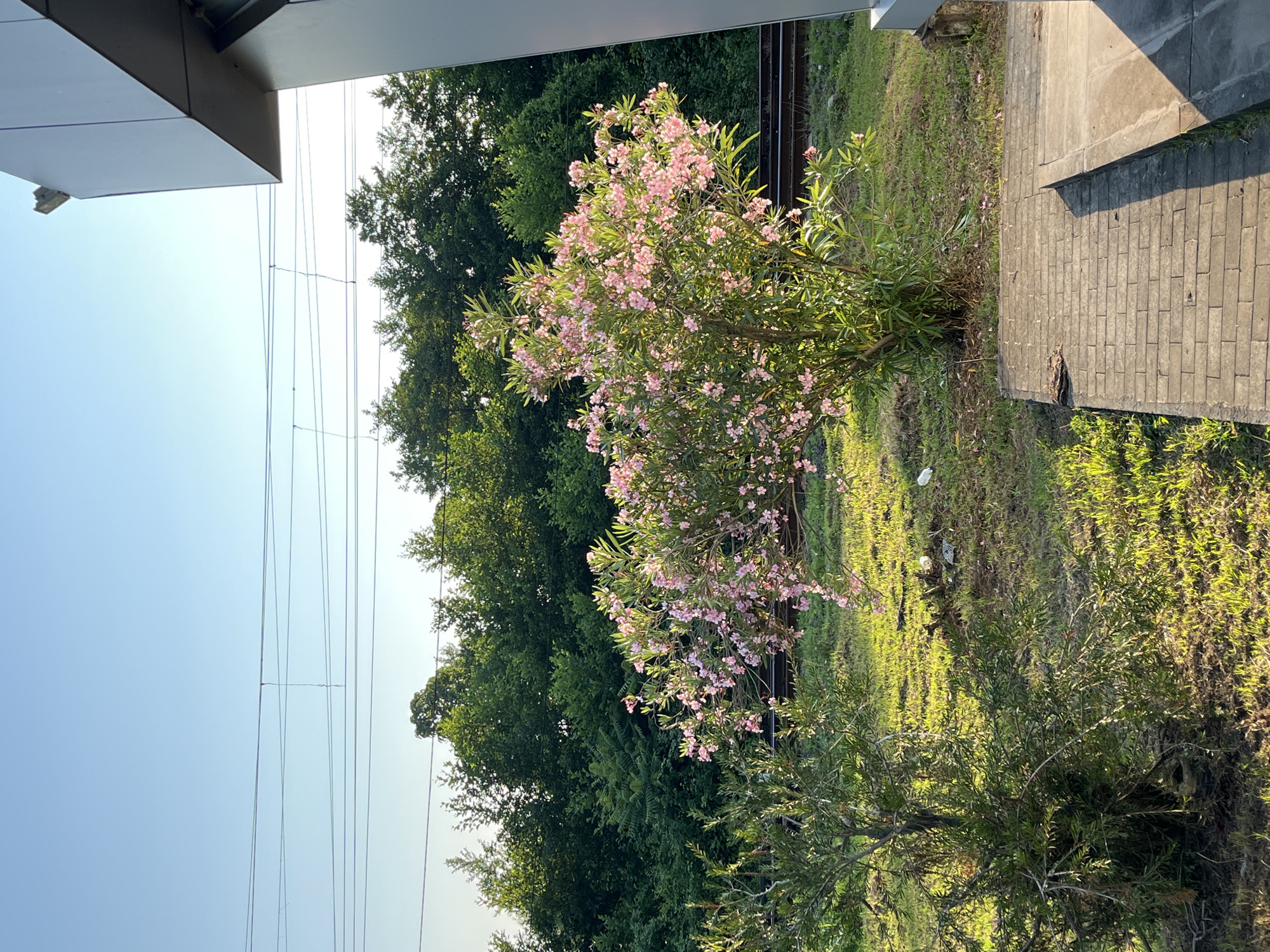 The image depicts an outdoor scene in Ureki, Georgia, likely near a transportation route. A flowering bush with pink blossoms is prominent in the foreground, to the right of a smaller evergreen shrub. Beyond the shrubs, railroad tracks are visible, suggesting proximity to a railway line. In the background, a dense line of green trees forms a natural backdrop. Overhead, power lines stretch across the clear blue sky. To the far right, a modern, grey building structure with a wide overhang partially frames the scene. The ground is covered with grass and paved with brick-like tiles in the immediate foreground, with some scattered white plastic bottles visible on the grass. The lighting indicates it is likely morning or late afternoon due to the long shadows. There are no people visible in the image.