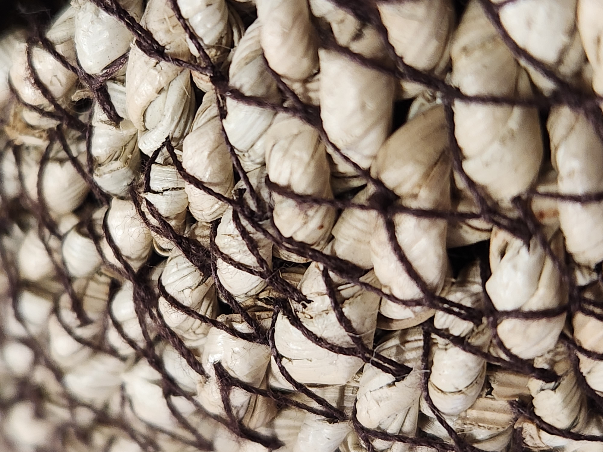 The image shows a close-up, macro view of a woven natural material, likely a basket or mat, composed of tightly packed, off-white, twisted fibers. Dark brown twine is interlaced across the fibers, creating a netting effect. The texture is rough and organic, with visible imperfections and variations in the color and shape of the individual fibers. The lighting appears to be natural, casting subtle shadows that highlight the three-dimensional texture of the weave. There are no people, animals, or recognizable landmarks present, and therefore no specific location within Maitland, United States of America can be determined from the image itself.