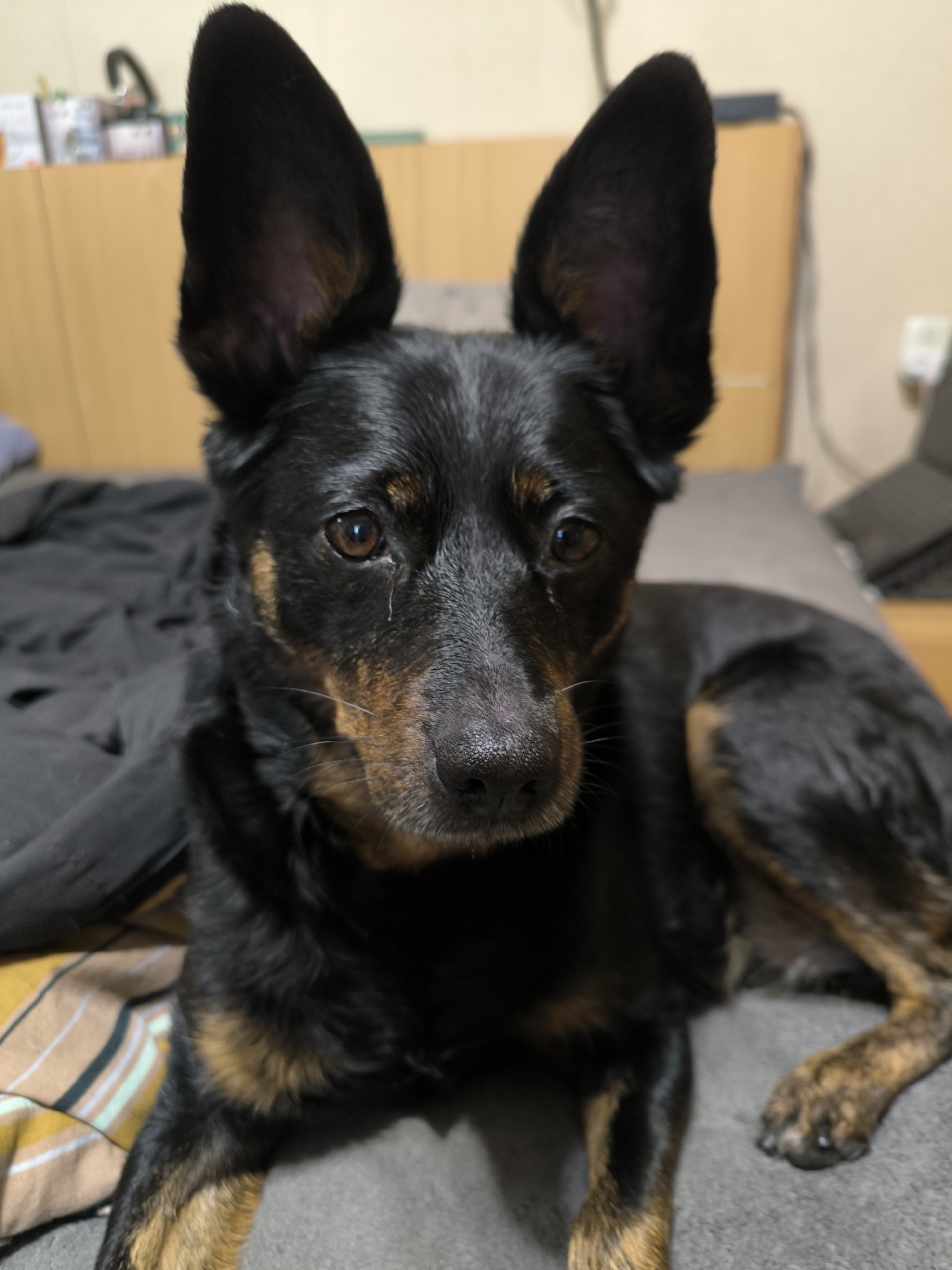 A black and tan dog with large, erect ears is lying on a bed. The dog is facing the camera with its head slightly tilted. Its eyes are brown, and it has a wet nose. The dog's fur is short and glossy. The bed appears to be covered with a dark gray blanket and a striped blanket with yellow, white, and light blue stripes. In the background, a wooden headboard of the bed is visible, along with a portion of a wall. On the wall, there are some shelves with items on them, and a power outlet. The overall lighting suggests an indoor setting, likely a bedroom. The image does not contain any identifiable landmarks or features that would indicate its location in Mykolaiv, Ukraine.