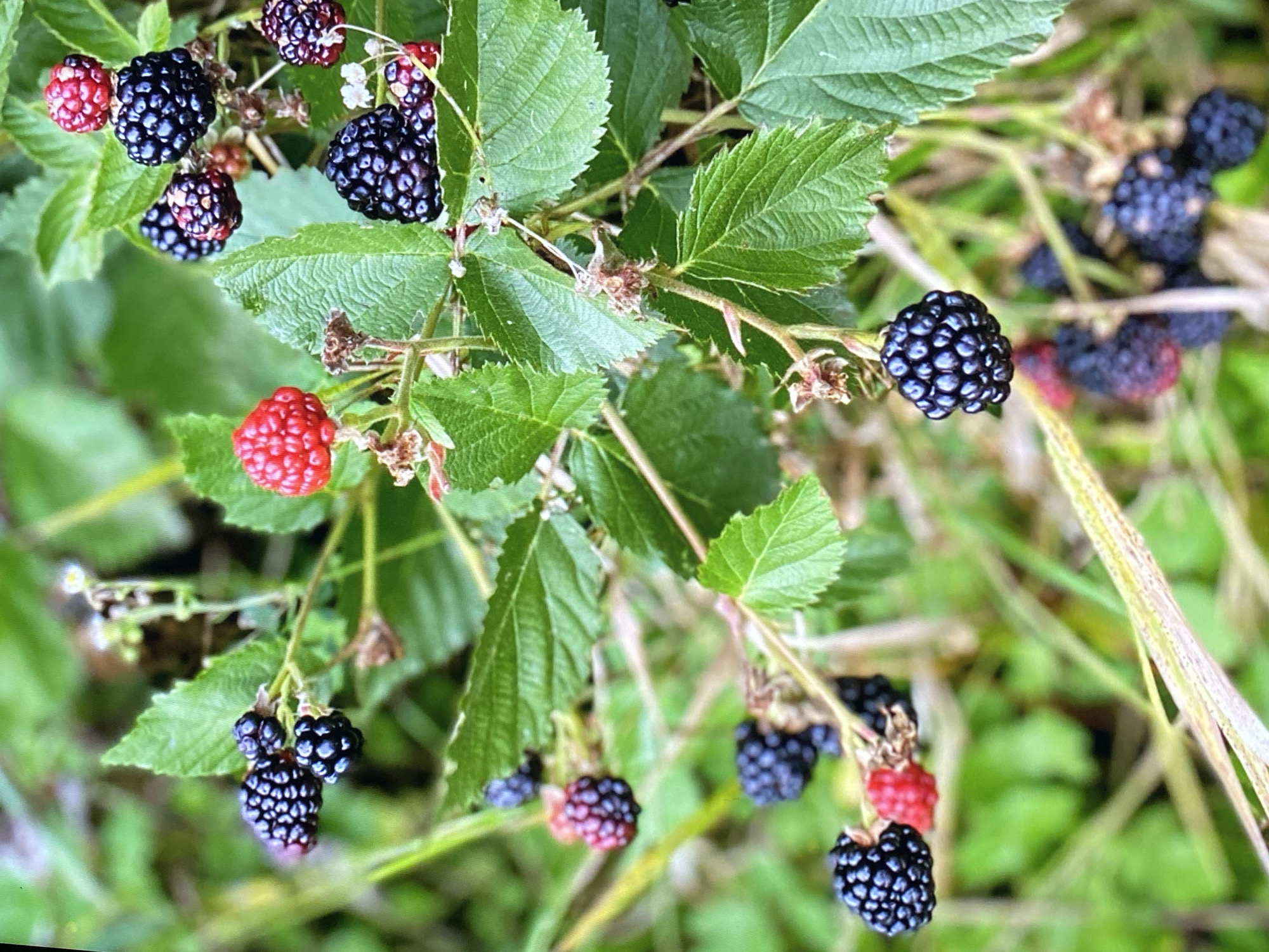 This image depicts a close-up view of ripe blackberries and red raspberries growing on a bramble bush. The berries are clustered on thin stems amidst green leaves. Some of the berries are a deep, glossy black, while others are a vibrant red, indicating varying stages of ripeness. The background is a blur of green foliage and dried grass, suggesting an outdoor, natural setting. The lighting suggests it's daytime, possibly with some dappled sunlight filtering through the leaves. The scene is peaceful and natural, highlighting the bounty of the bramble bush.
The image is described as being taken in the city of Purkersdorf, Austria.