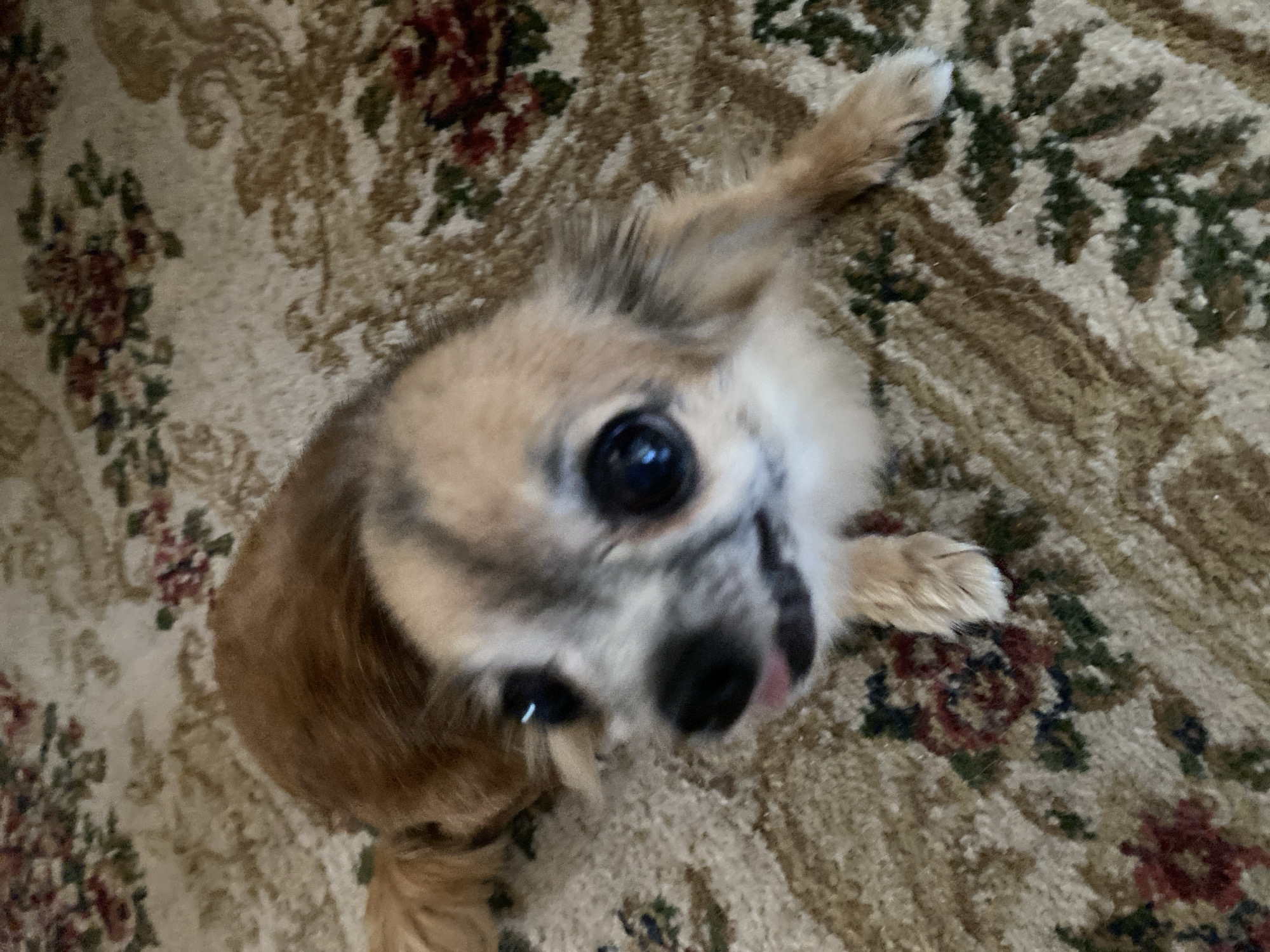 A small tan and white chihuahua mix dog is lying on a patterned carpet. The dog is facing forward and looking up at the camera. Its tongue is slightly out. The carpet has a floral pattern with shades of beige, brown, red, and green. The background is out of focus. The image is taken indoors. The dog is the sole subject in the image. There are no people visible. The location of this image is Maykop, Russia.