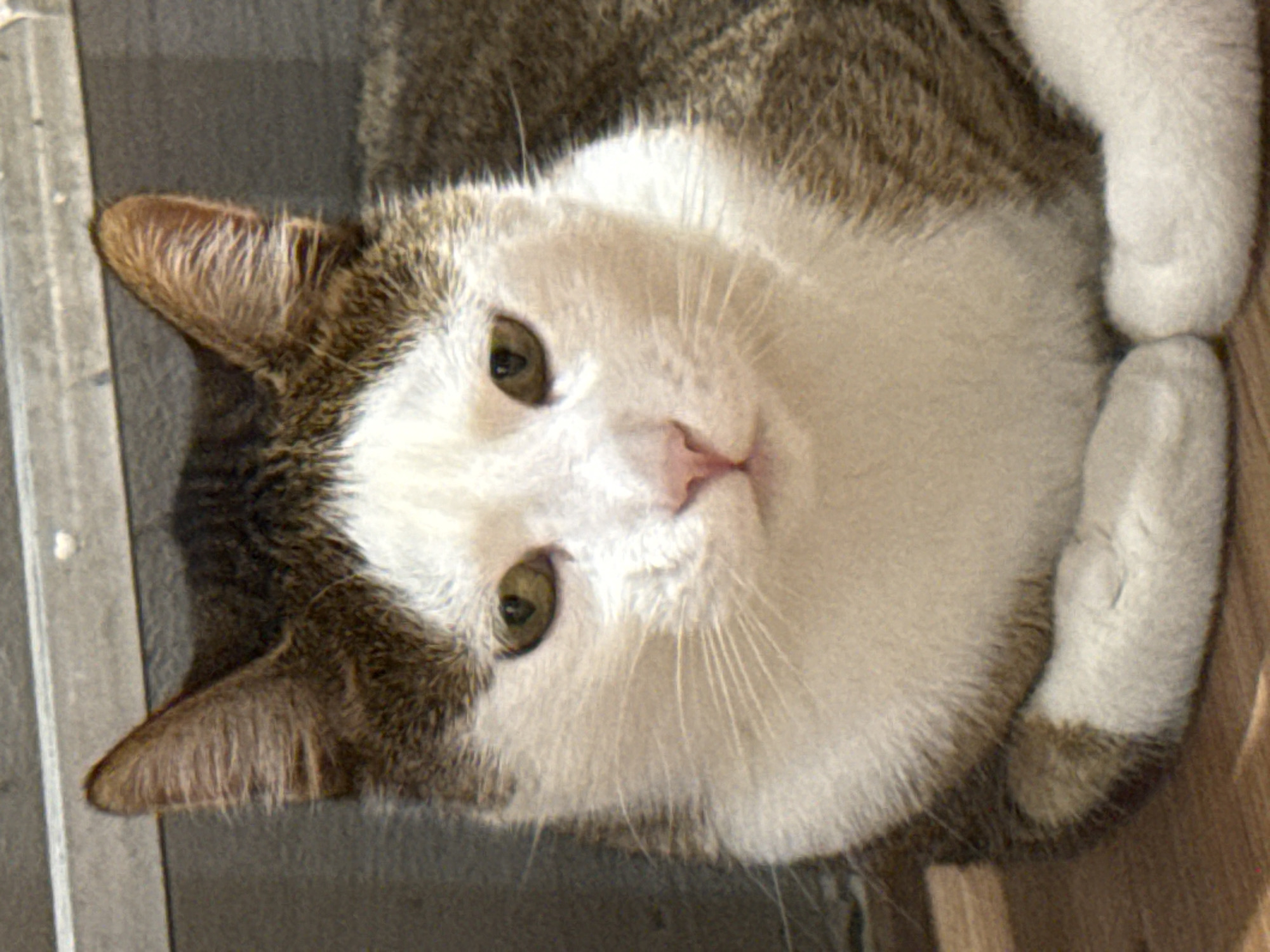 A close-up, head-on, eye-level, medium shot captures a domestic shorthair cat with white and brown tabby markings resting on a wooden surface. The cat is facing directly towards the camera with its front paws tucked neatly beneath its chest. Its eyes are a light green-brown hue, and its nose is a soft pink. The cat's ears are erect and facing forward. The background features a gray, textured wall with a horizontal metal bar running across the top. The lighting is bright and appears to be natural daylight, casting subtle shadows. The image is focused on the cat, with the background slightly blurred. The scene is set outdoors, possibly on a balcony or patio. There are no people or other animals visible in the frame. No specific location in the city of Tbilisi, Georgia, can be identified from the visual information provided in the image.