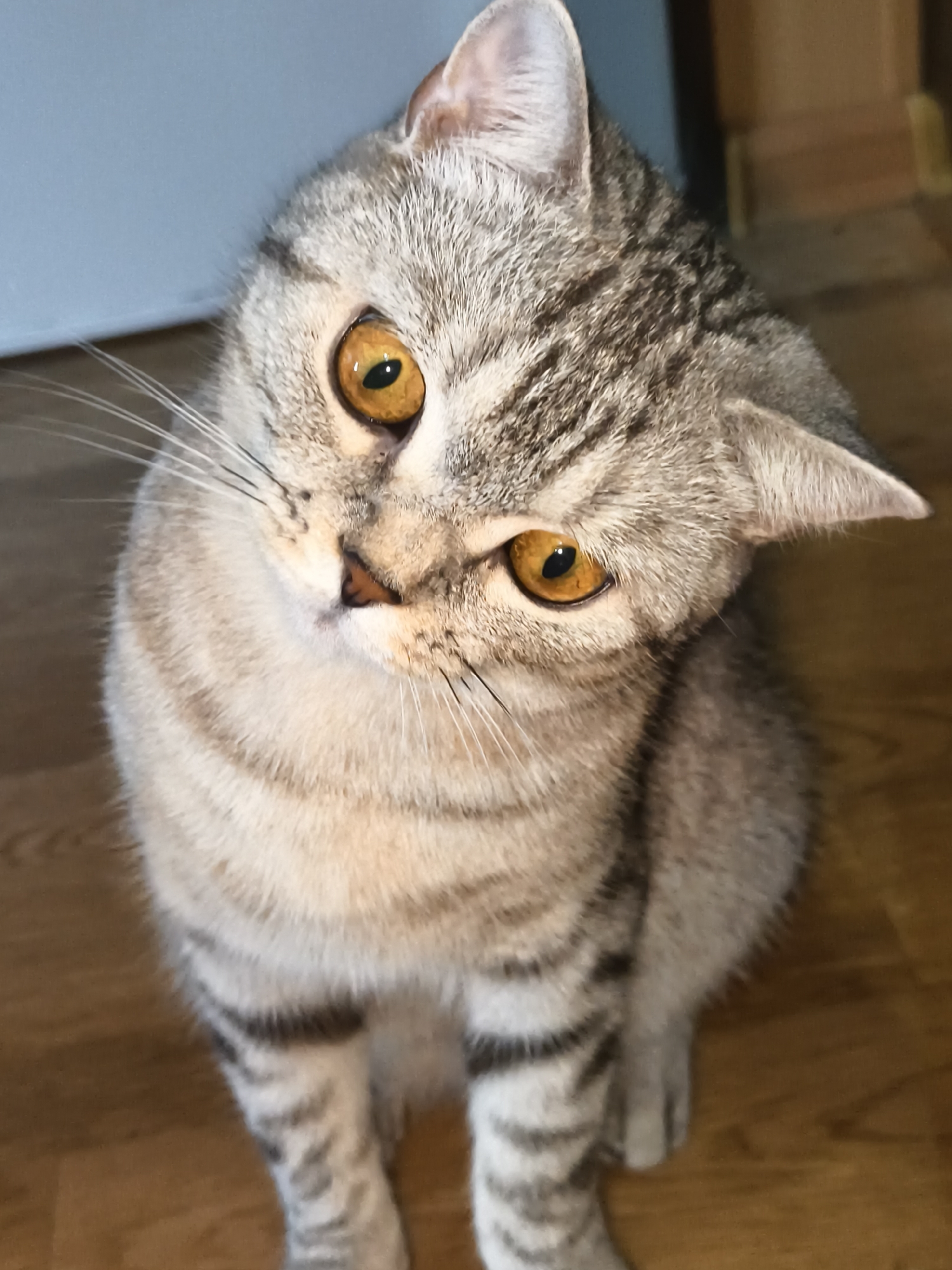 A close-up, high-angle, indoor shot shows a grey and black tabby cat with bright orange eyes. The cat is sitting on a wooden floor and is looking up at the camera with its head tilted. The cat's fur is short and appears to be soft. The background is blurred, but it appears to be a room with a light-colored wall and a wooden floor.